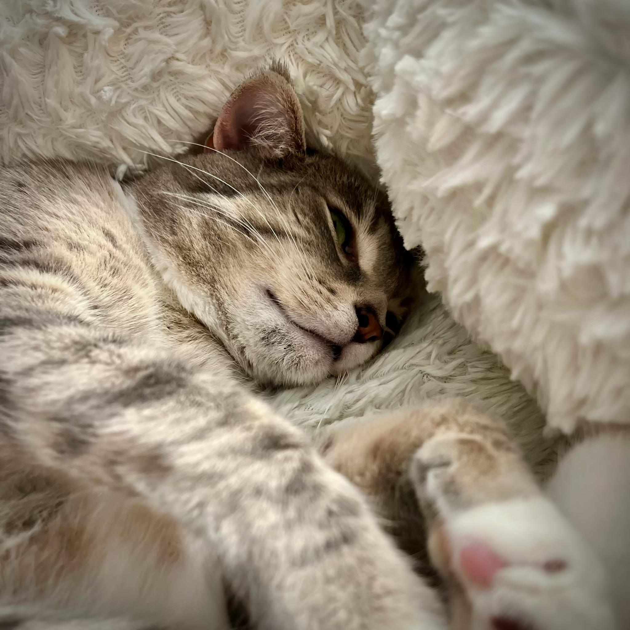 Socks, an adoptable Domestic Short Hair in Pasco, WA, 99301 | Photo Image 4