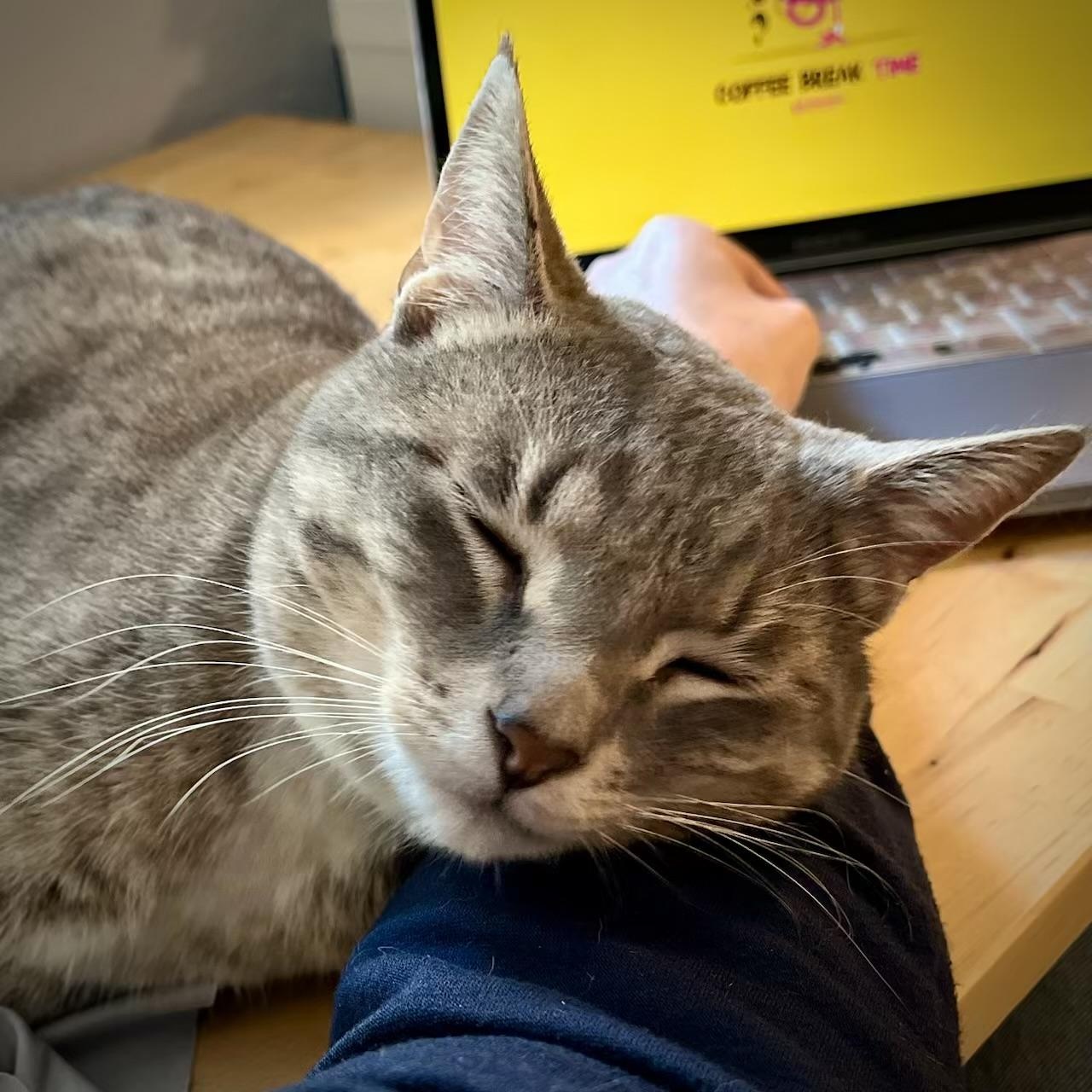 Socks, an adoptable Domestic Short Hair in Pasco, WA, 99301 | Photo Image 5