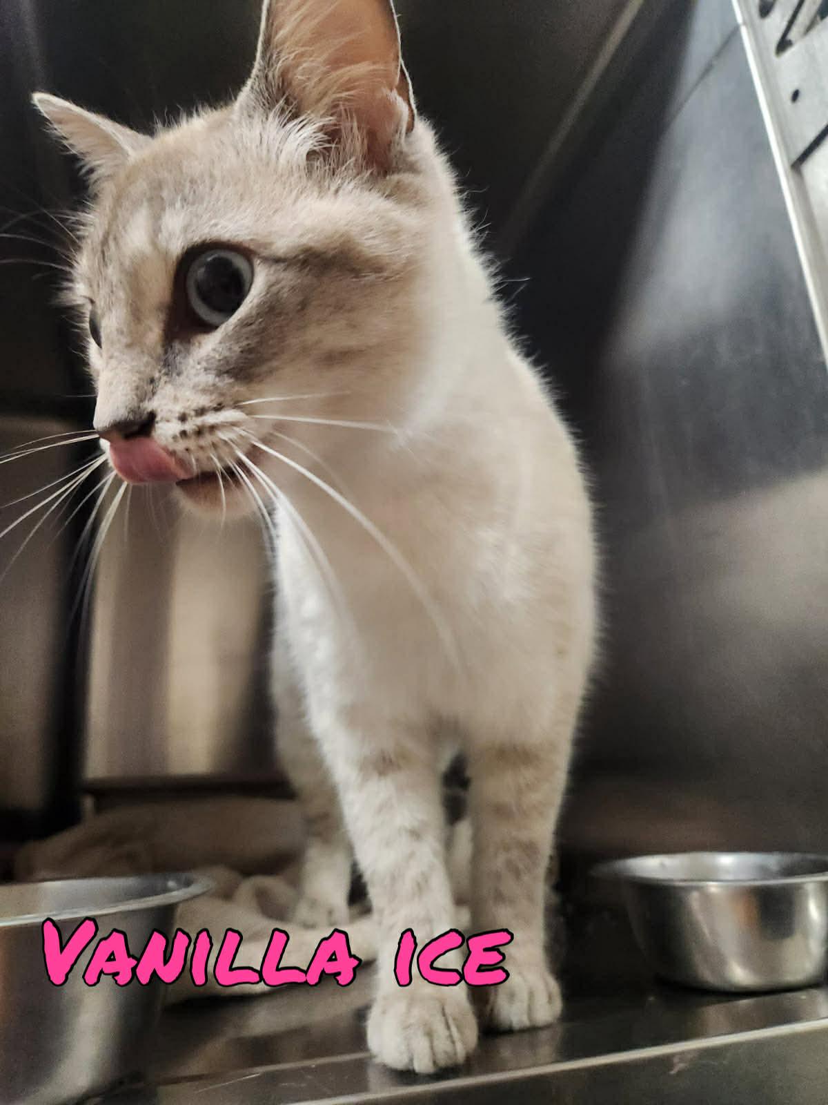 Enlarge Vanilla Ice, a Adoptable Siamese in Pleasanton, TX image 1/3