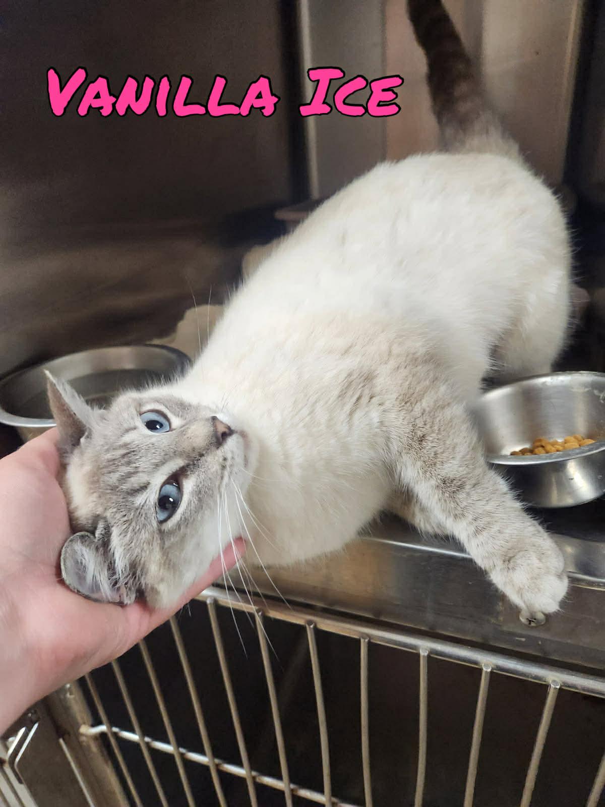 Enlarge Vanilla Ice, a Adoptable Siamese in Pleasanton, TX image 2/3