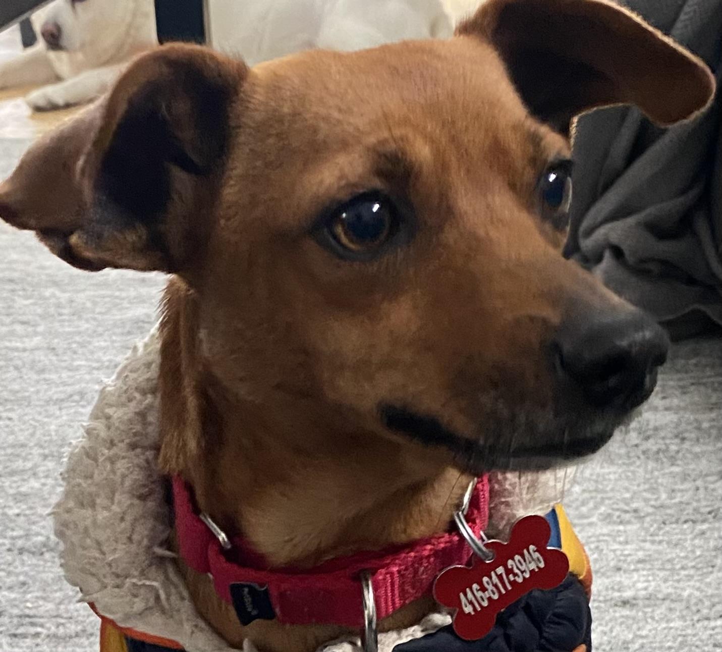 FLORA - 14lb  dog & cat friendly, Adoptable, Adult Female Miniature Pinscher.