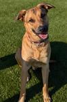 Scar, an adoptable German Shepherd Dog Mix in Logan, IA_image-1