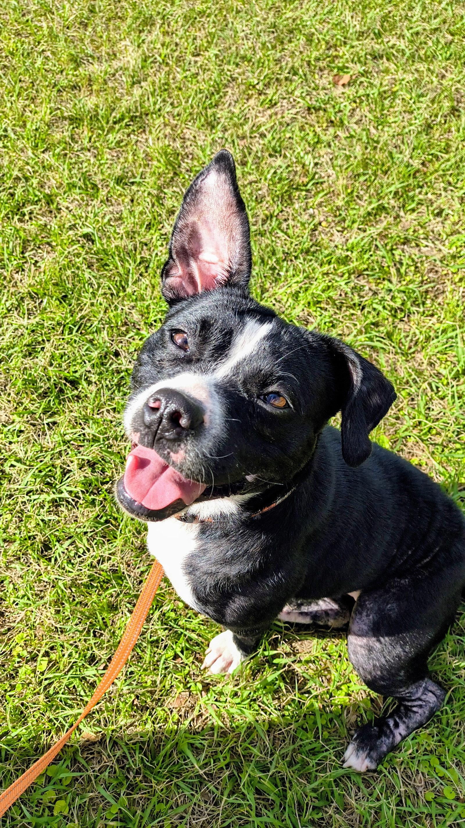 Minnie Moo, Adopted, Adult Female Boston Terrier.
