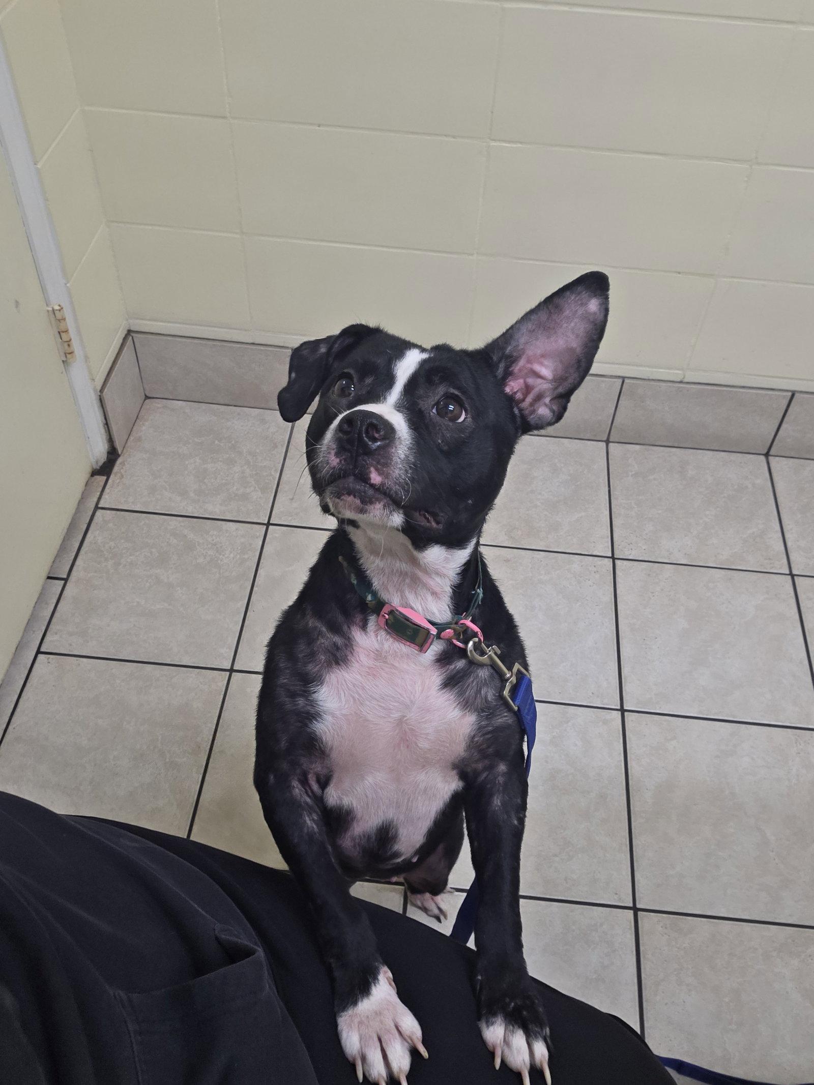 Enlarge Minnie Moo, a Adopted Boston Terrier in Gainesville, FL image 2/3