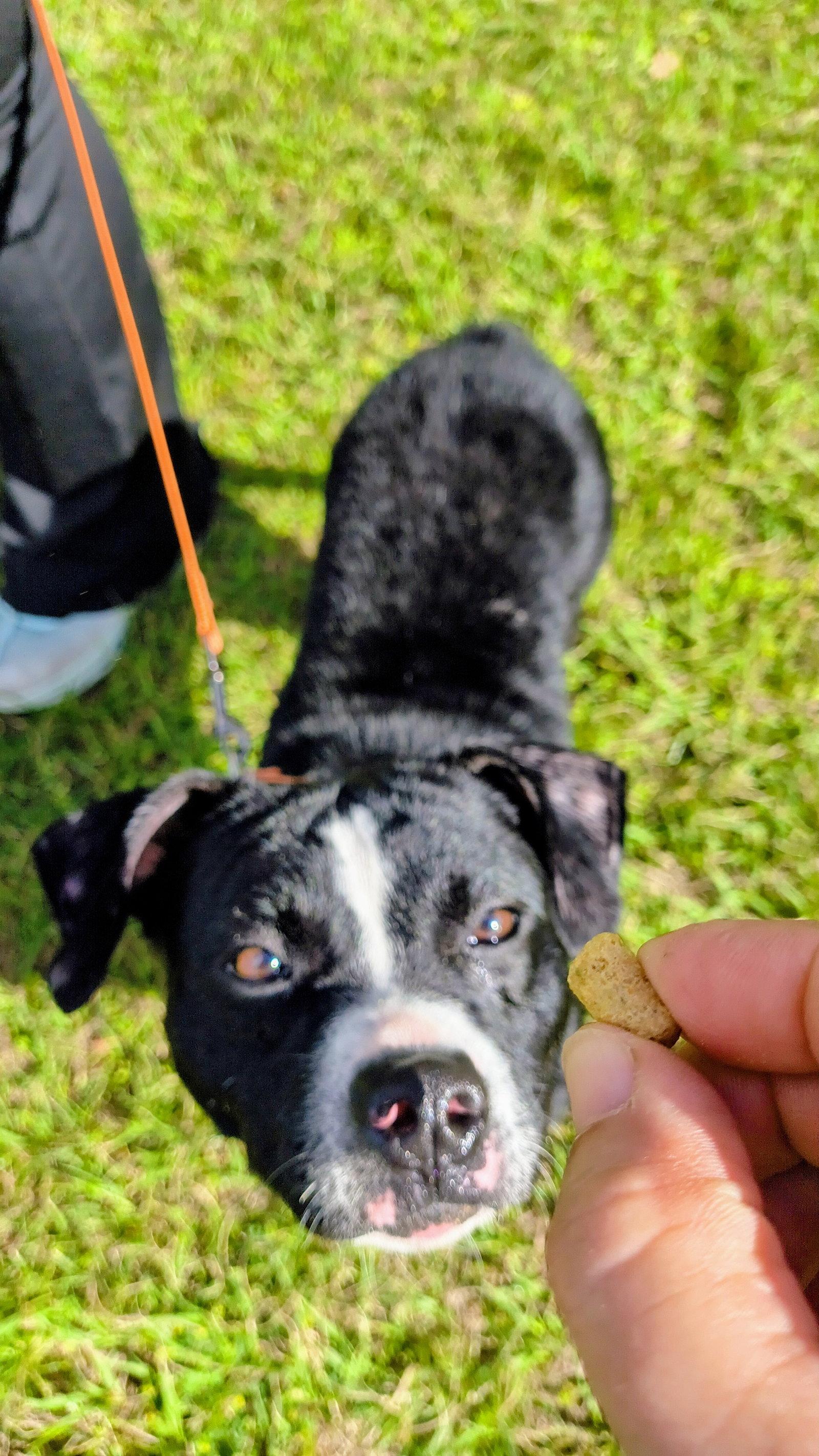 Enlarge Minnie Moo, a Adopted Boston Terrier in Gainesville, FL image 3/3