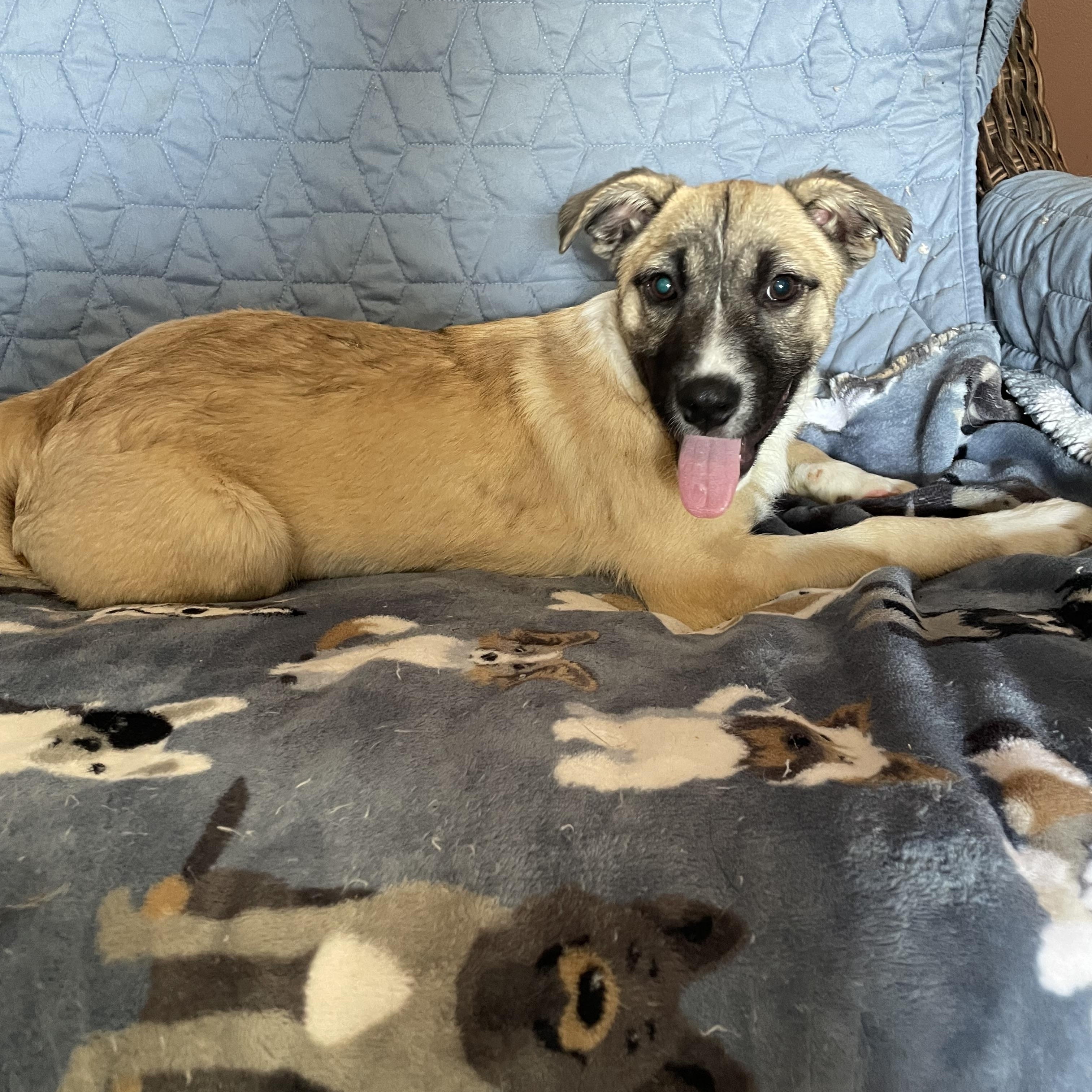 Enlarge Amara, a Adoptable mixed breed in Phoenix, AZ image 1/2