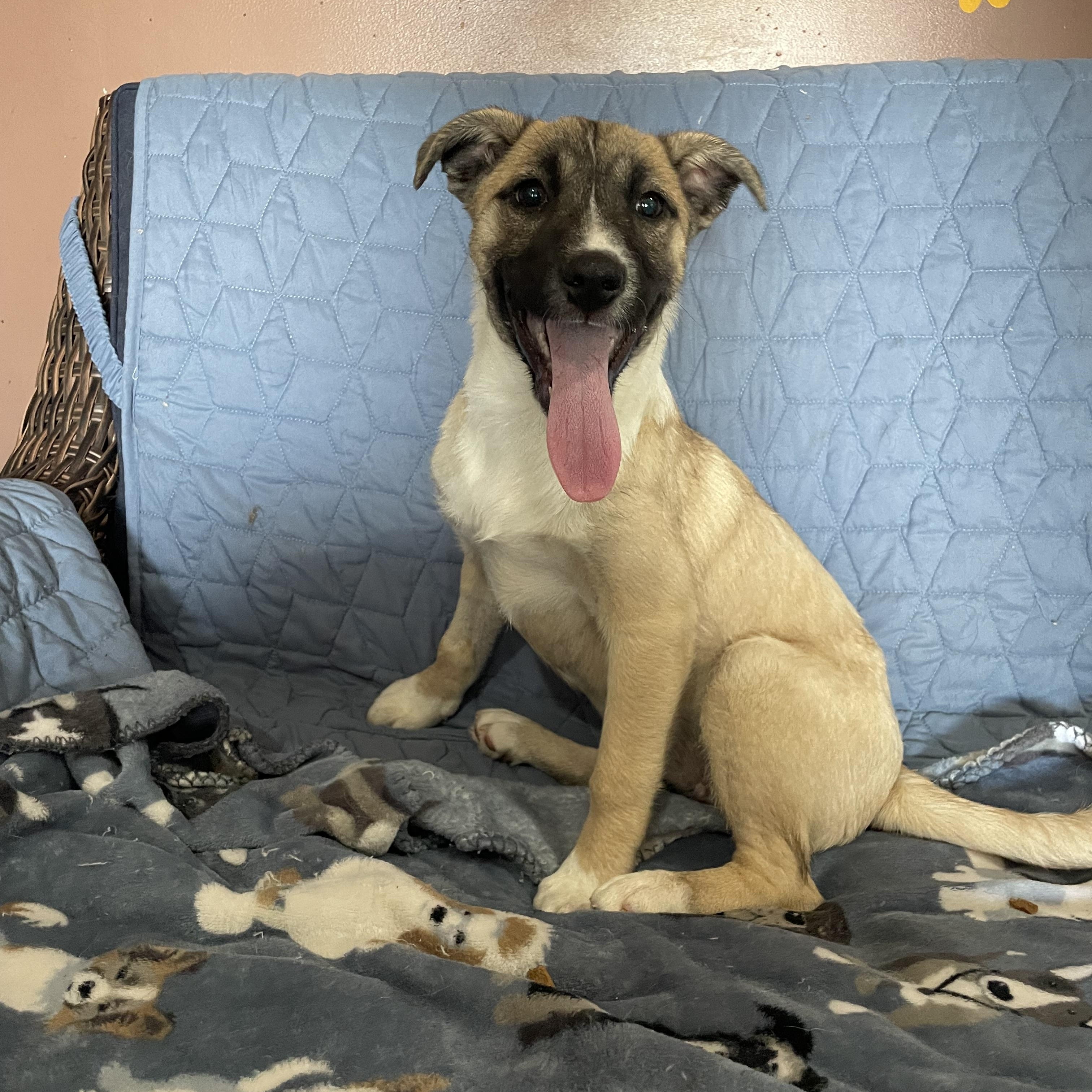 Enlarge Amara, a Adoptable mixed breed in Phoenix, AZ image 2/2