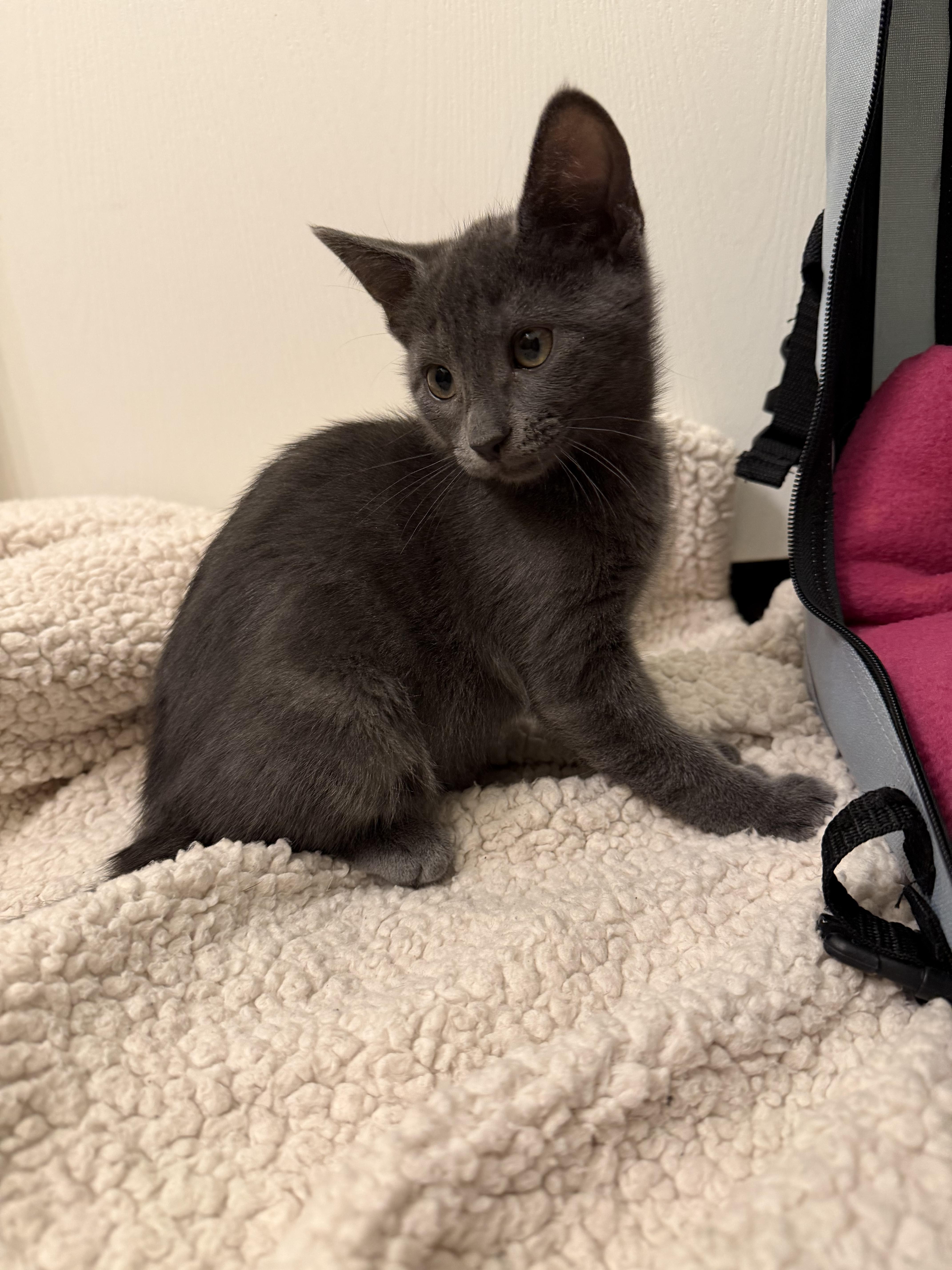 Nova, an adopted mixed breed in Bonney Lake, WA image 4/6