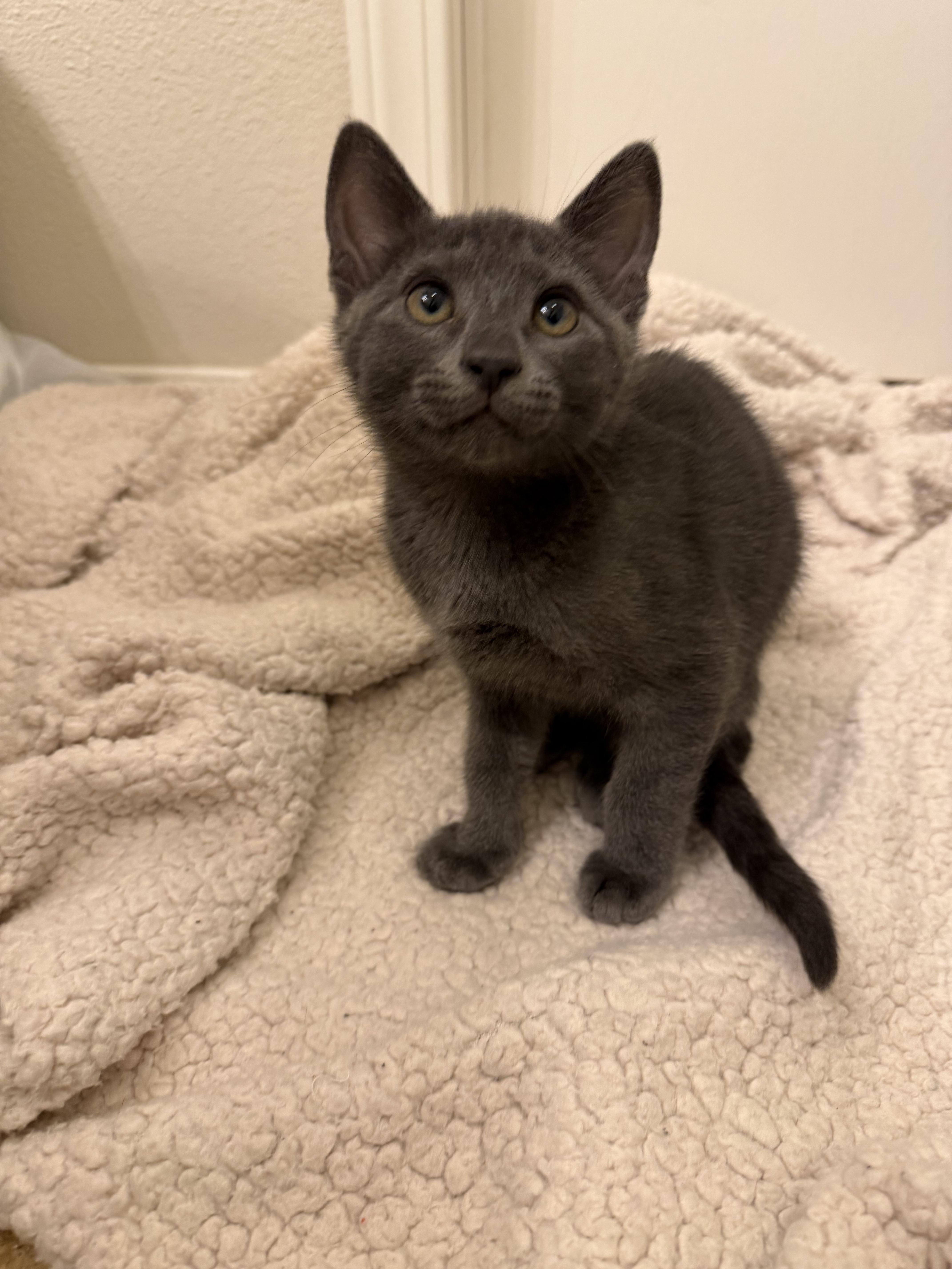 Nova, an adopted mixed breed in Bonney Lake, WA image 3/6