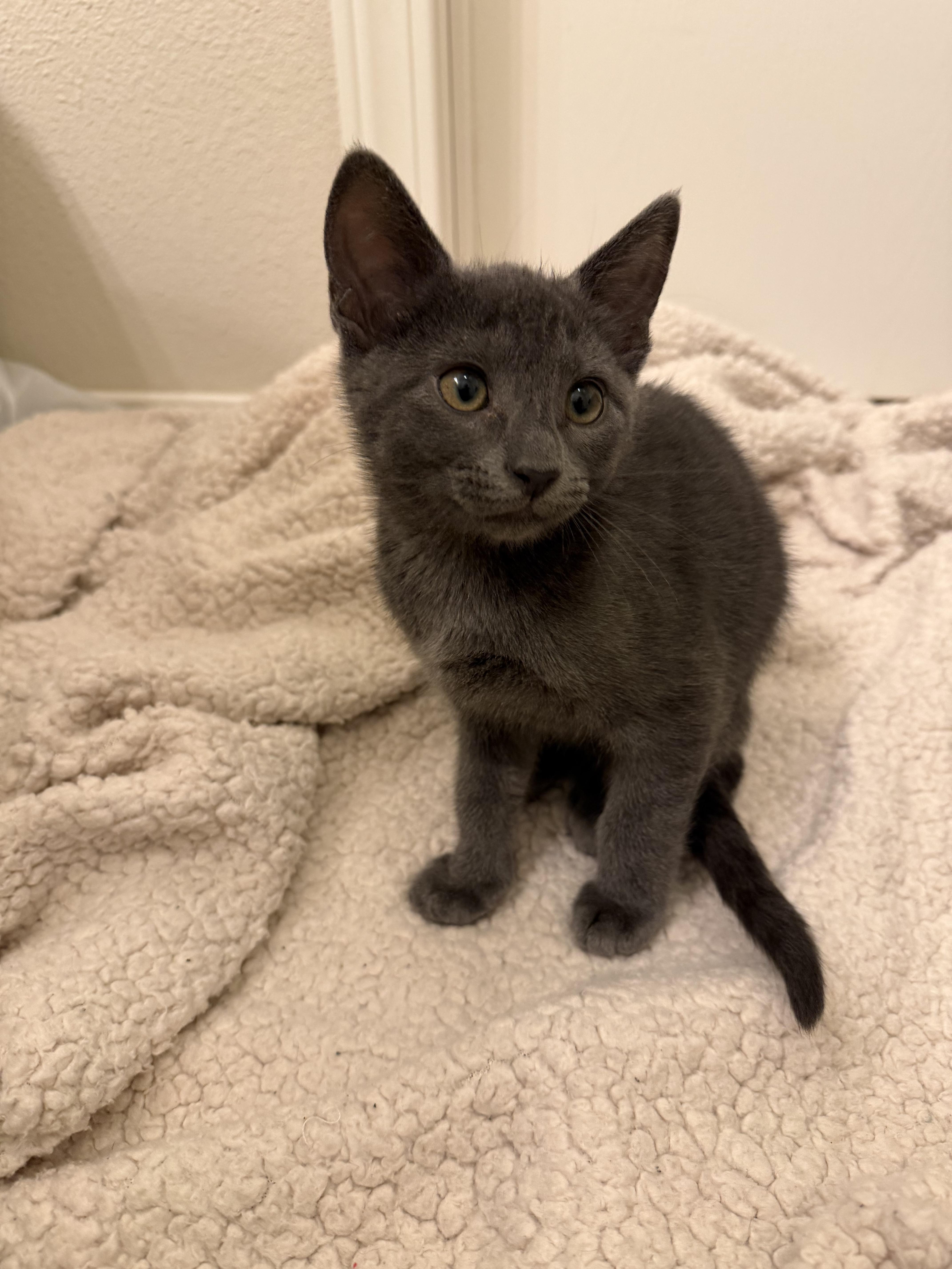 Nova, an adopted mixed breed in Bonney Lake, WA image 2/6