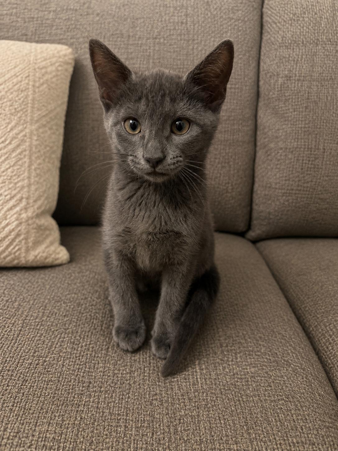 Nova, adopted, Kitten Female Domestic Short Hair.