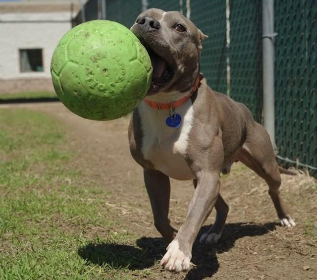 PETER, Adoptable, Adult Male Pit Bull Terrier.