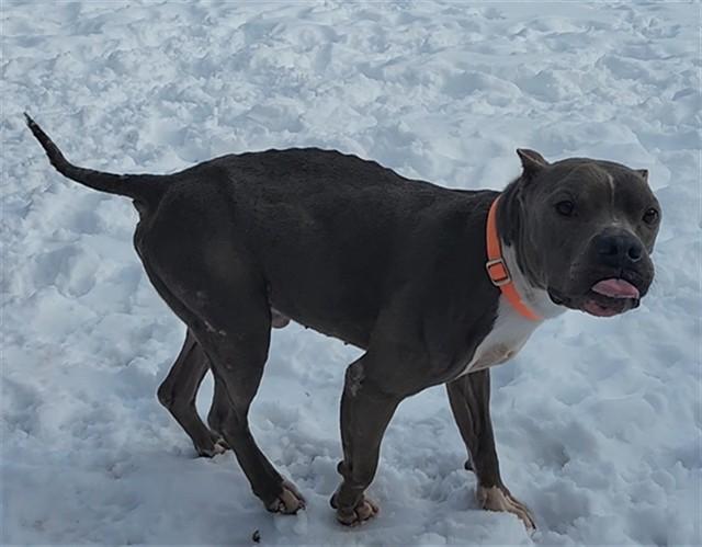 Enlarge PETER, a Adoptable Pit Bull Terrier in Springfield, MA image 1/1