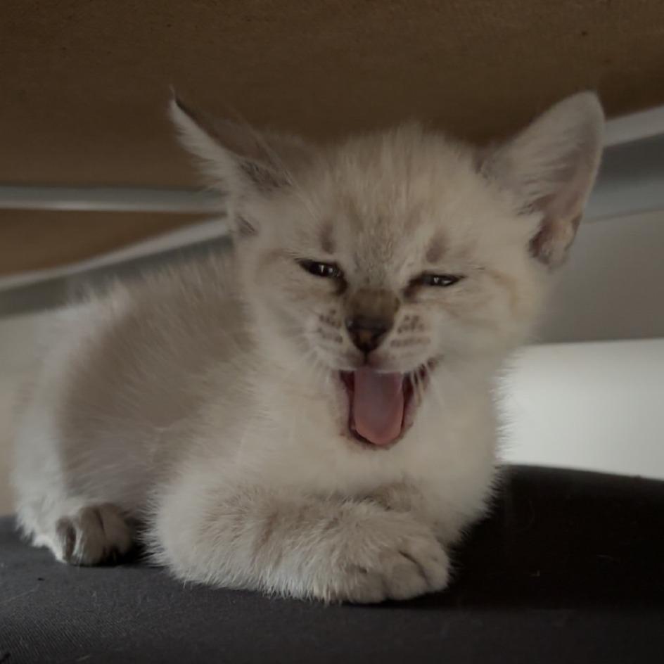 Lilith, Adoptable, Kitten Female Siamese & Domestic Short Hair.