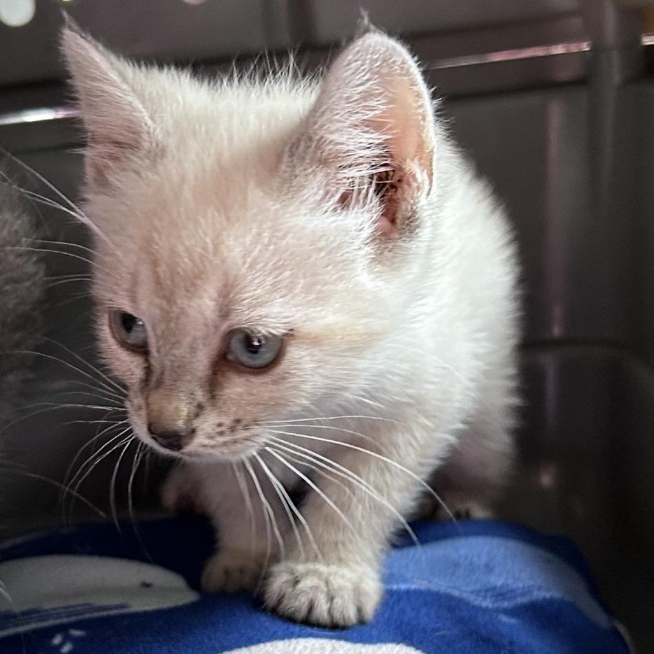 Lilith, a Adoptable mixed breed in Charlottesville, VA image 3/5