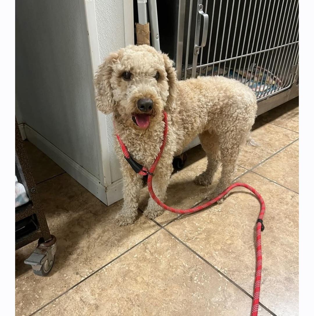 Enlarge Daffodil, a Adopted Poodle in Loxahatchee, FL image 1/1