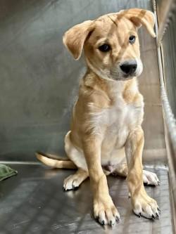 Enlarge Pelican A2026475, a Adoptable mixed breed in Sherman, TX image 1/1