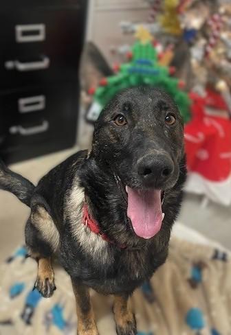 Clover, an adopted German Shepherd Dog in Augusta, WV image 1/4