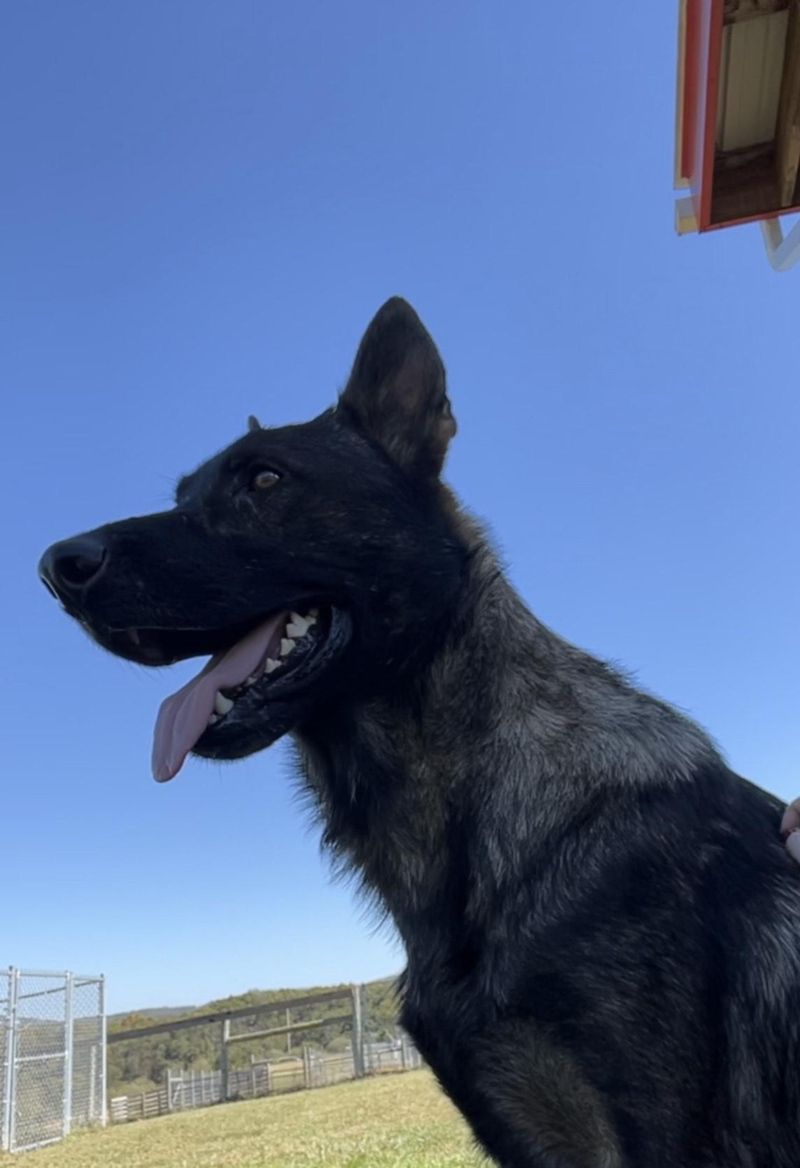 Clover, an adopted German Shepherd Dog in Augusta, WV image 2/4