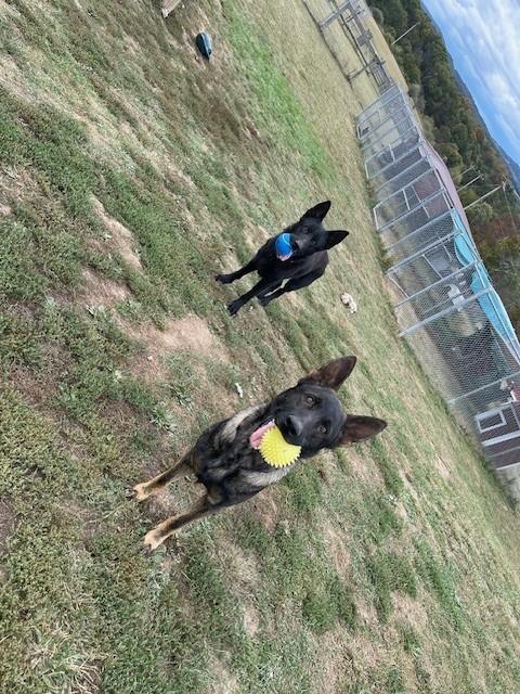 Clover, an adopted German Shepherd Dog in Augusta, WV image 3/4