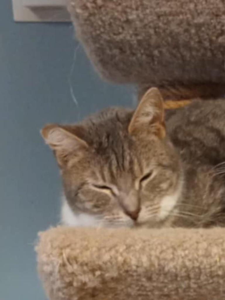 Littles, Adoptable, Adult Male Domestic Short Hair.