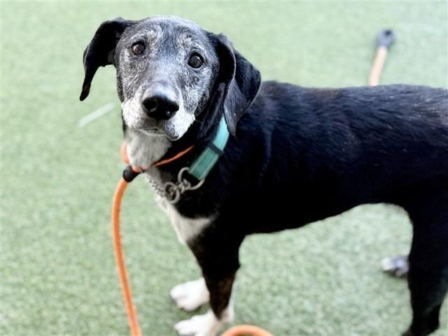 Enlarge MISTY, a Adoptable Collie in Saint Louis, MO image 1/1