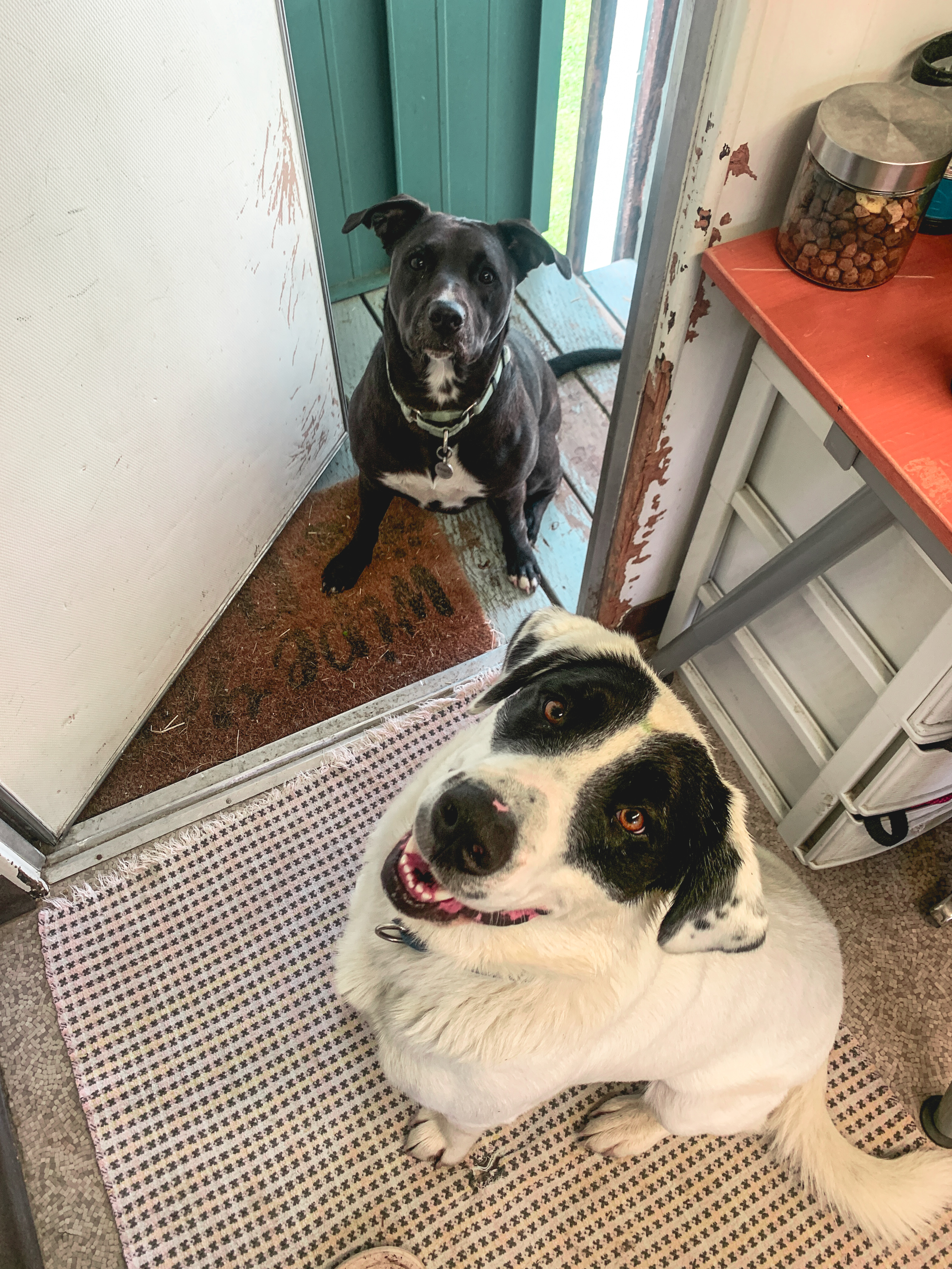 Enlarge Luna, an adopted mixed breed in PEMBERTON, BC image 6/6