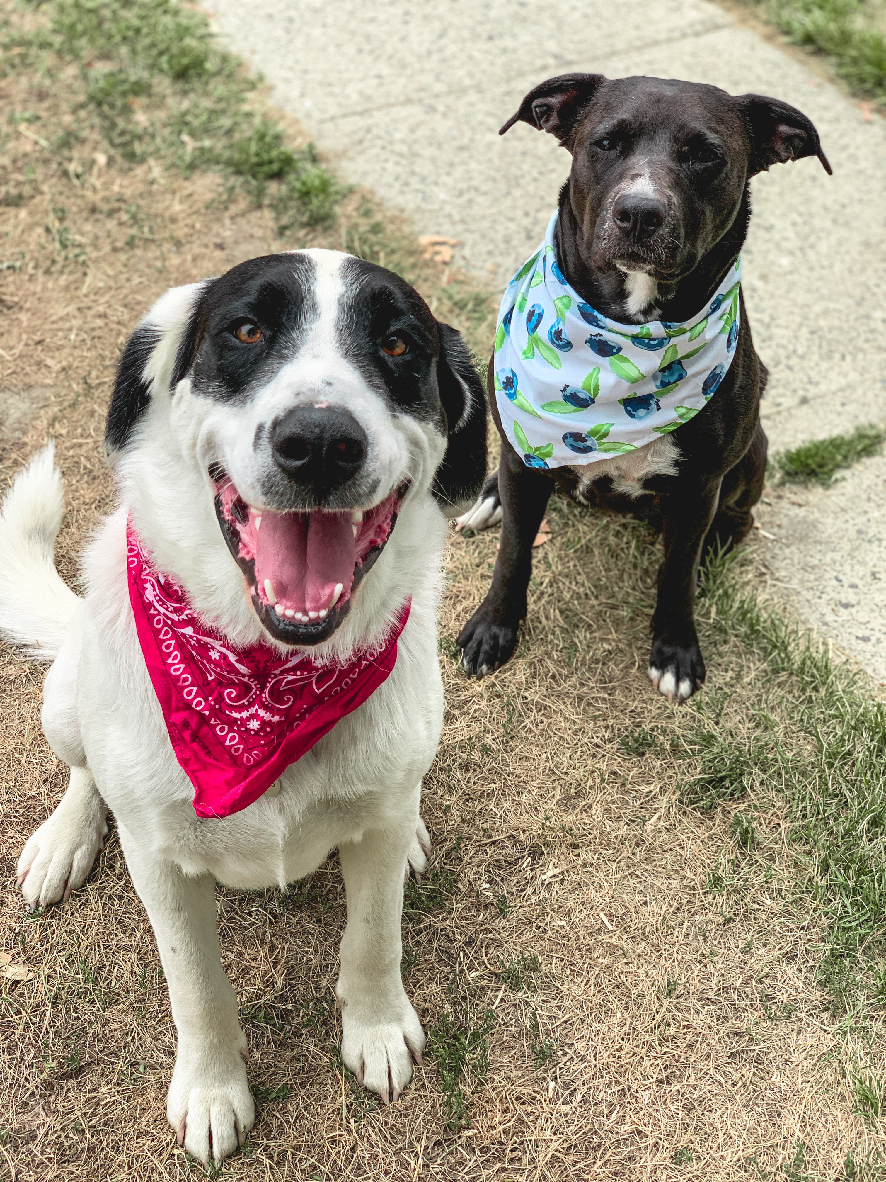Enlarge Luna, an adopted mixed breed in PEMBERTON, BC image 4/6
