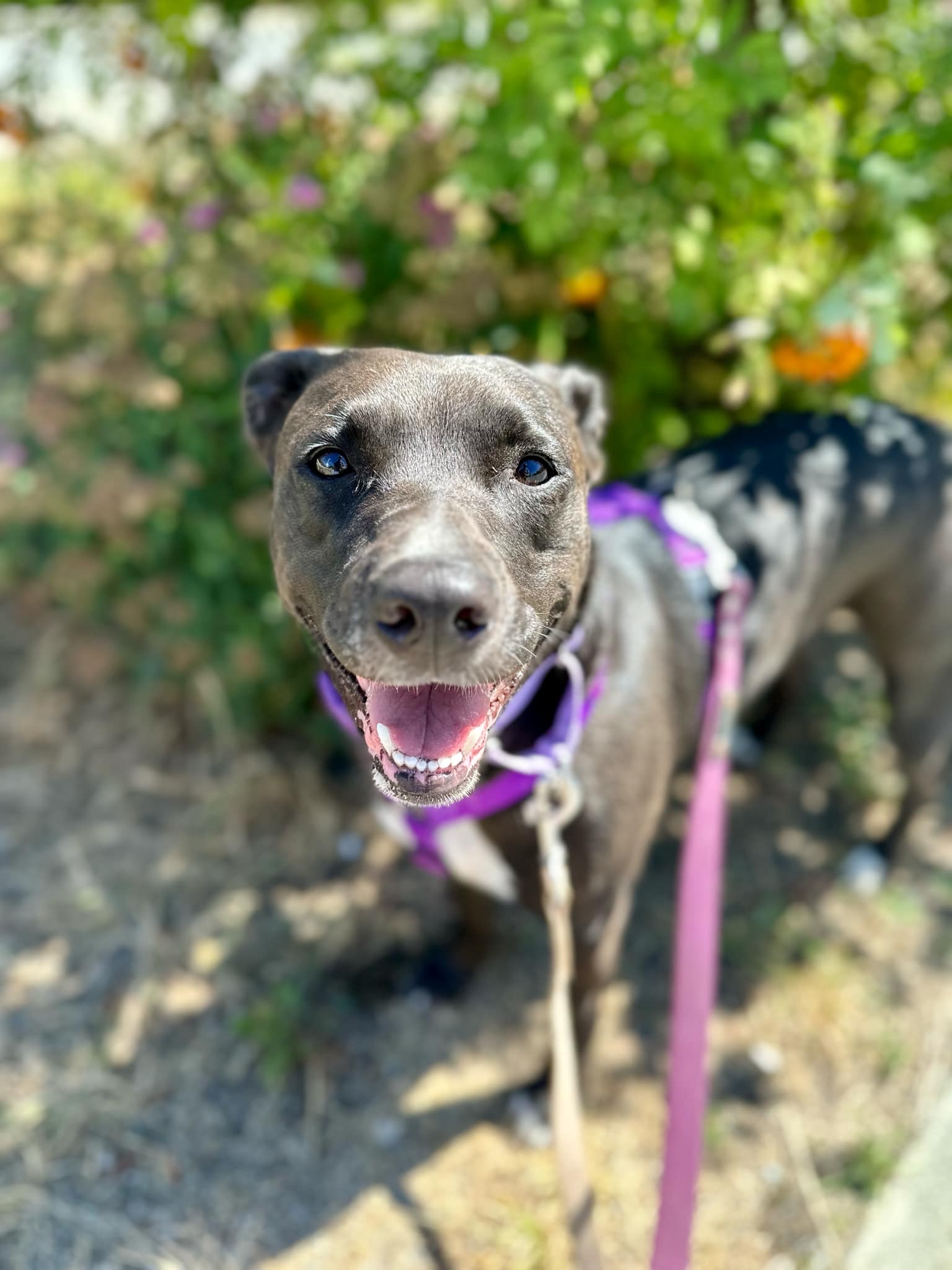Luna, adopted, Adult Female Pit Bull Terrier & Border Collie.
