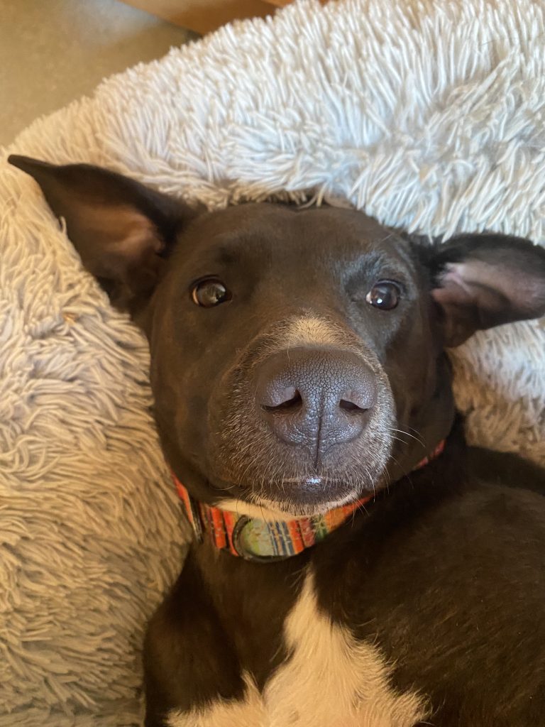 Enlarge Luna, an adopted mixed breed in PEMBERTON, BC image 2/6