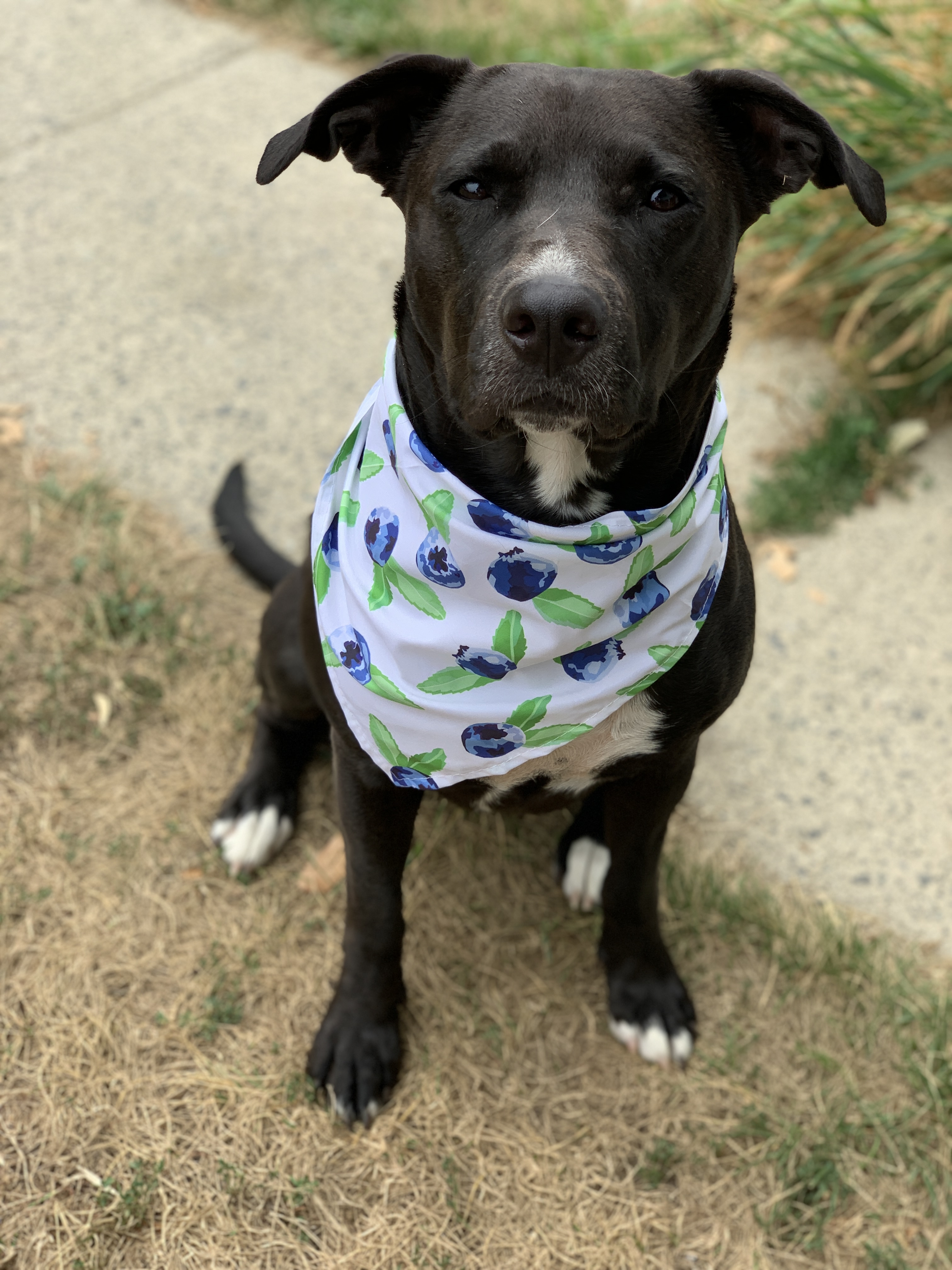 Enlarge Luna, an adopted mixed breed in PEMBERTON, BC image 3/6