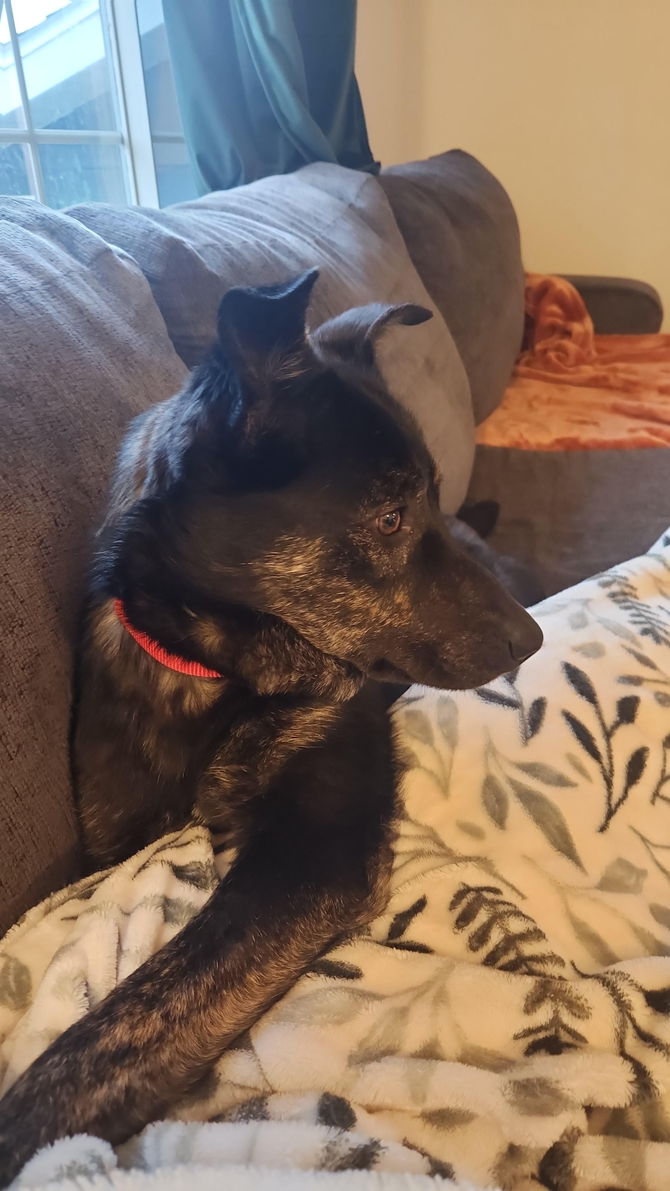 Merlin — thumbnail 2