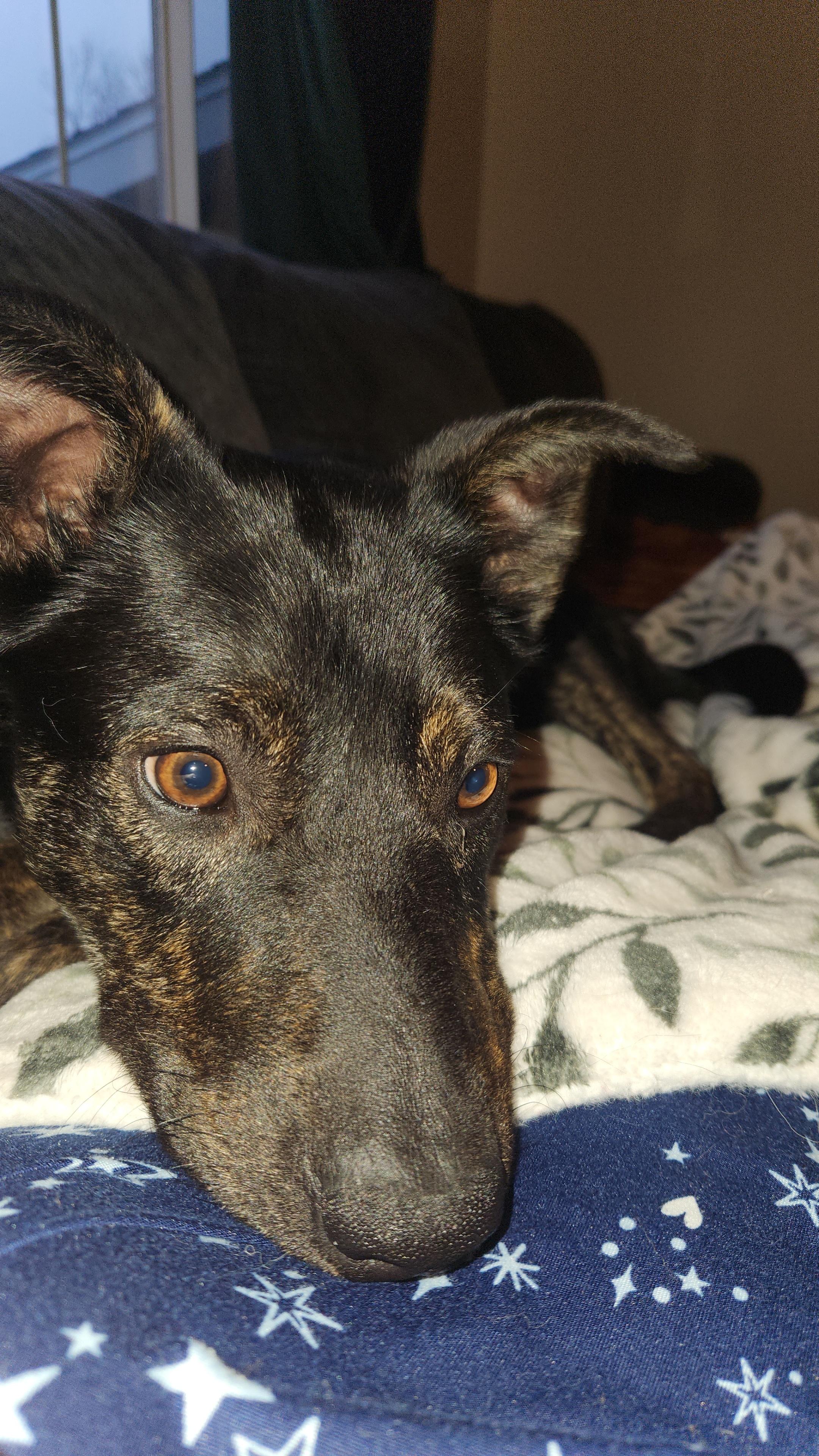 Merlin — thumbnail 3