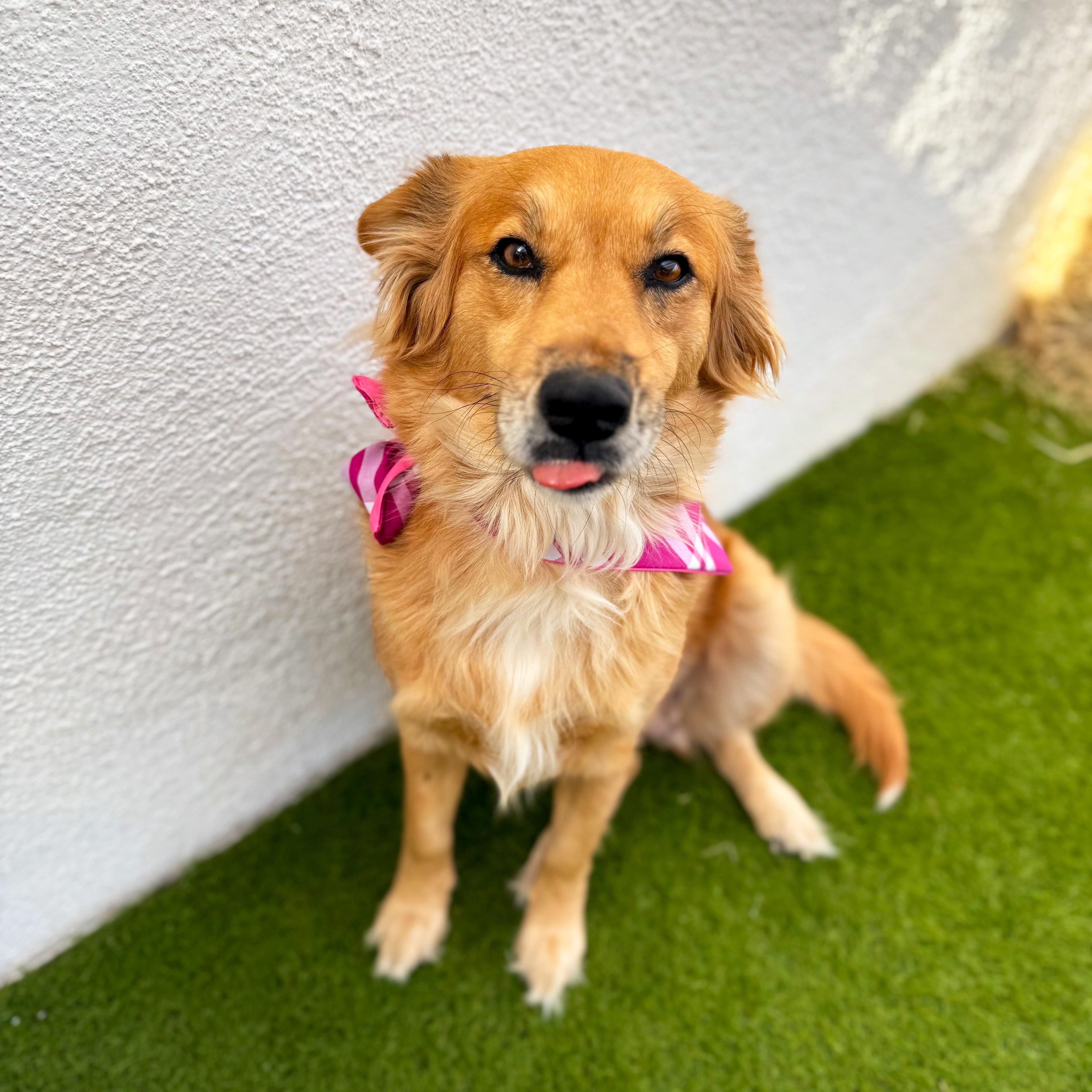 Enlarge RENATA, an adoptable mixed breed in Tecate, BCN image 5/6