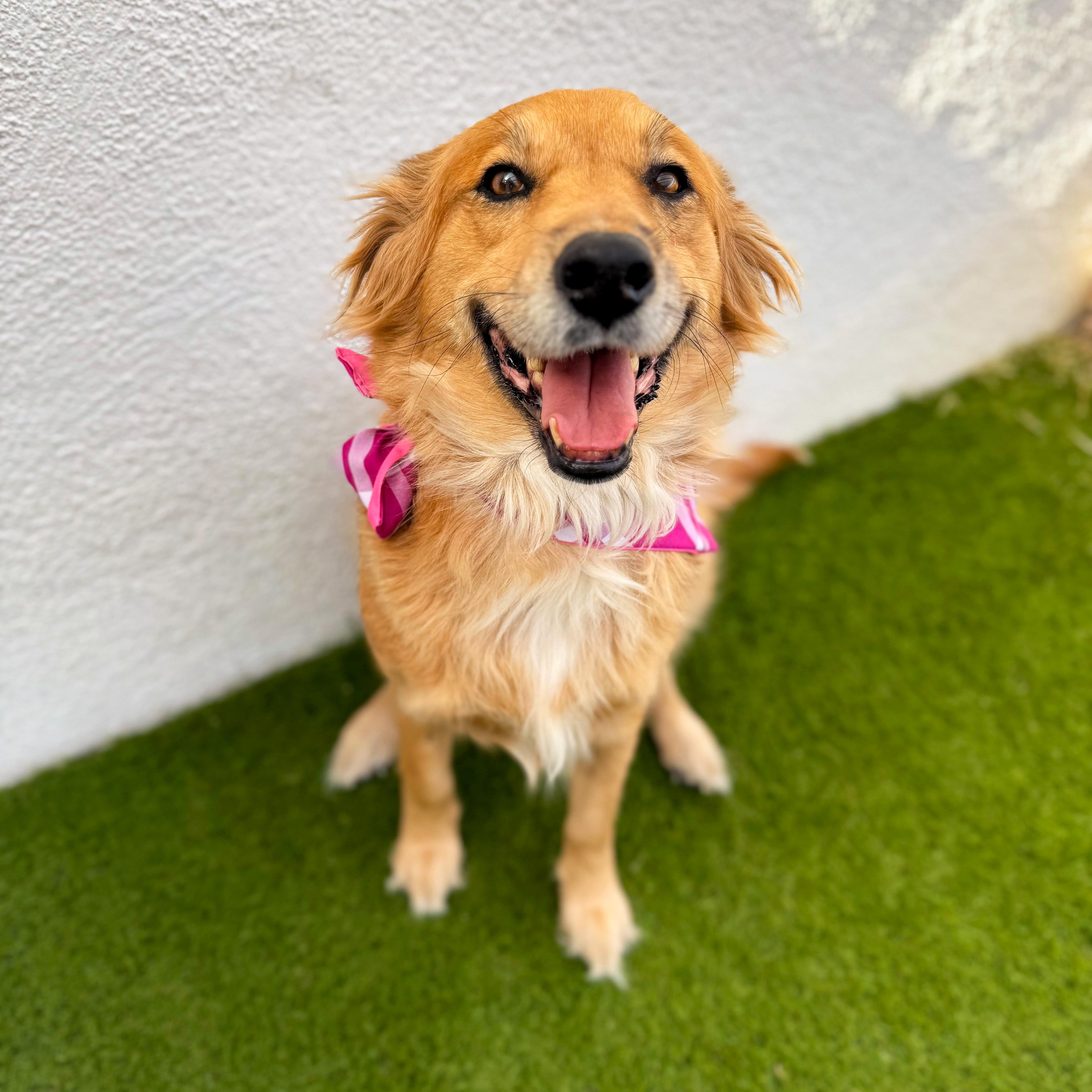 Enlarge RENATA, an adoptable mixed breed in Tecate, BCN image 1/6