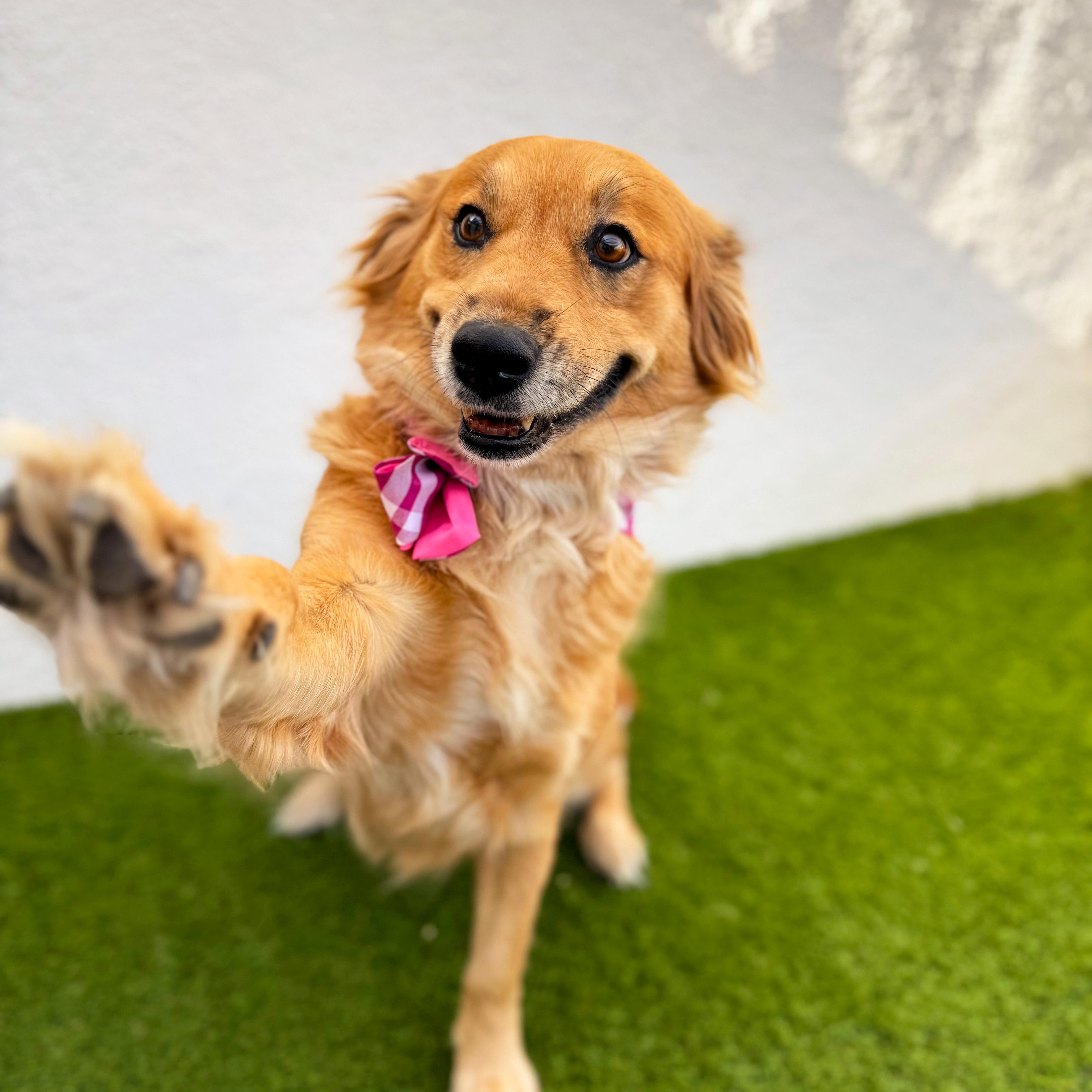 Enlarge RENATA, an adoptable mixed breed in Tecate, BCN image 4/6