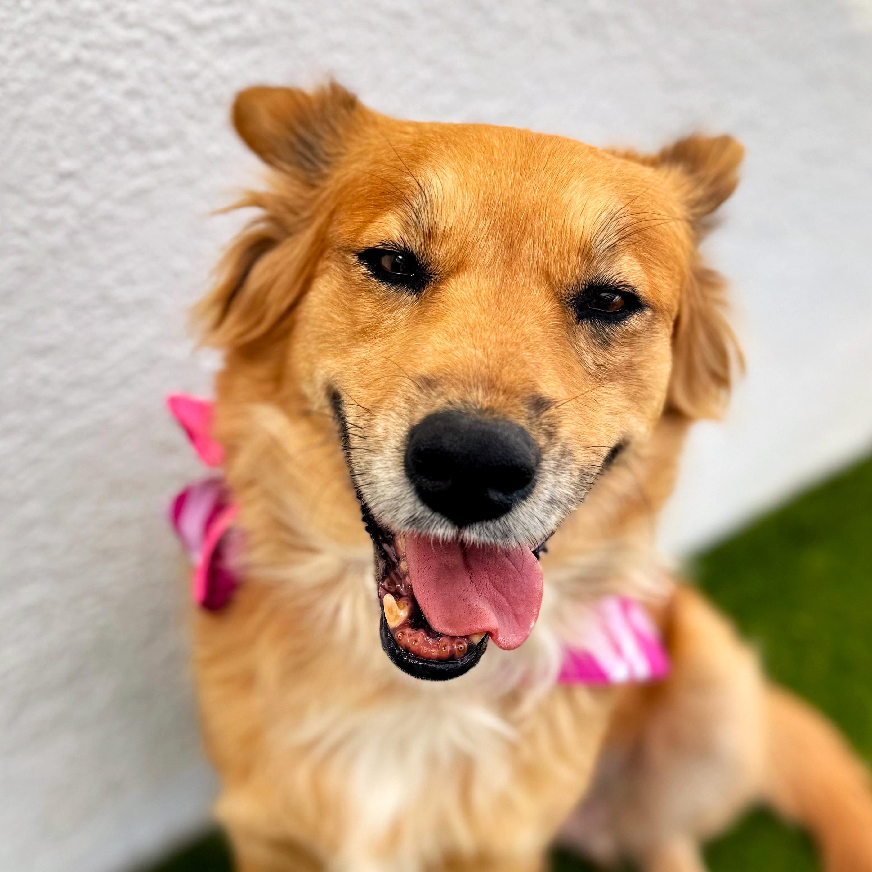 Enlarge RENATA, an adoptable mixed breed in Tecate, BCN image 6/6