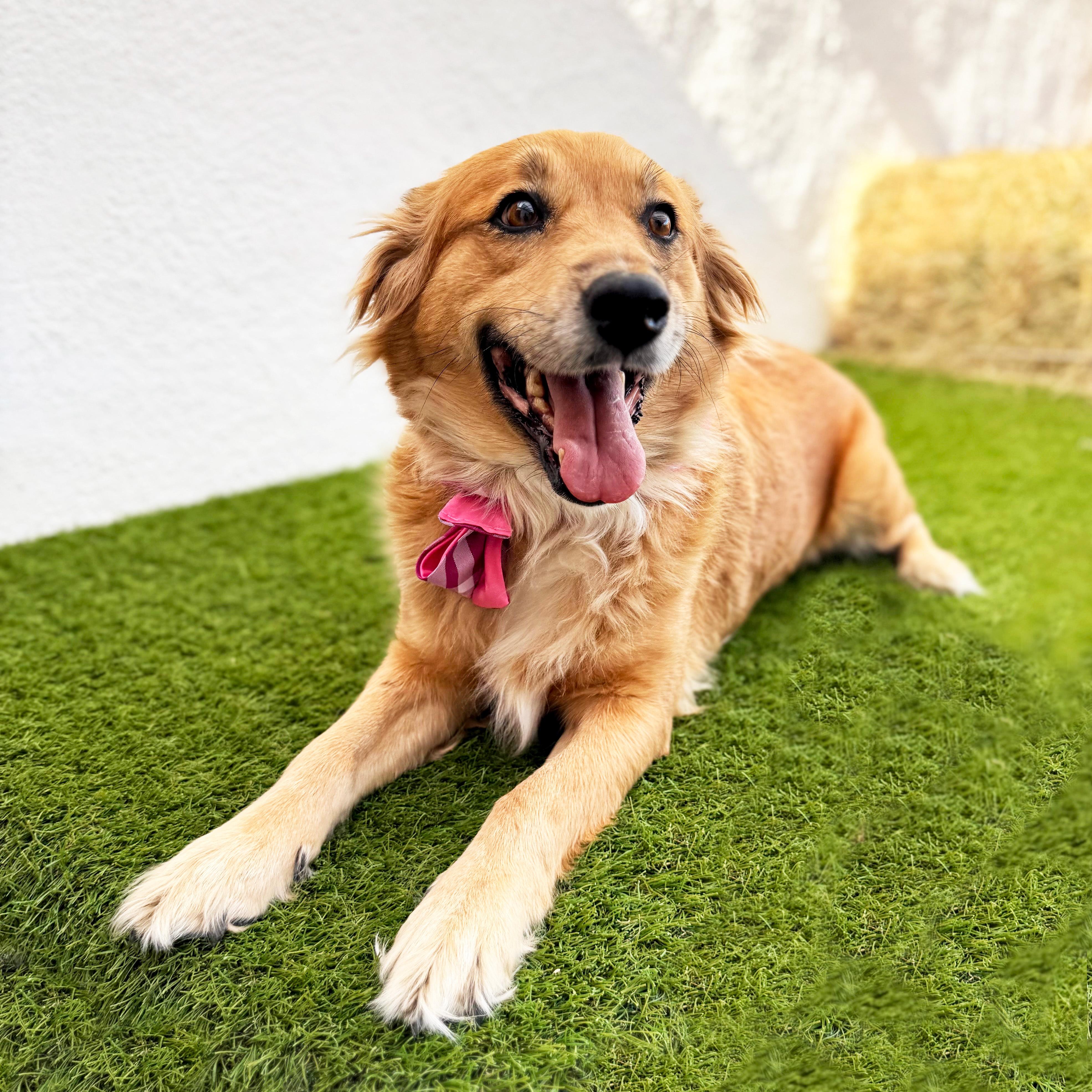 Enlarge RENATA, an adoptable mixed breed in Tecate, BCN image 3/6