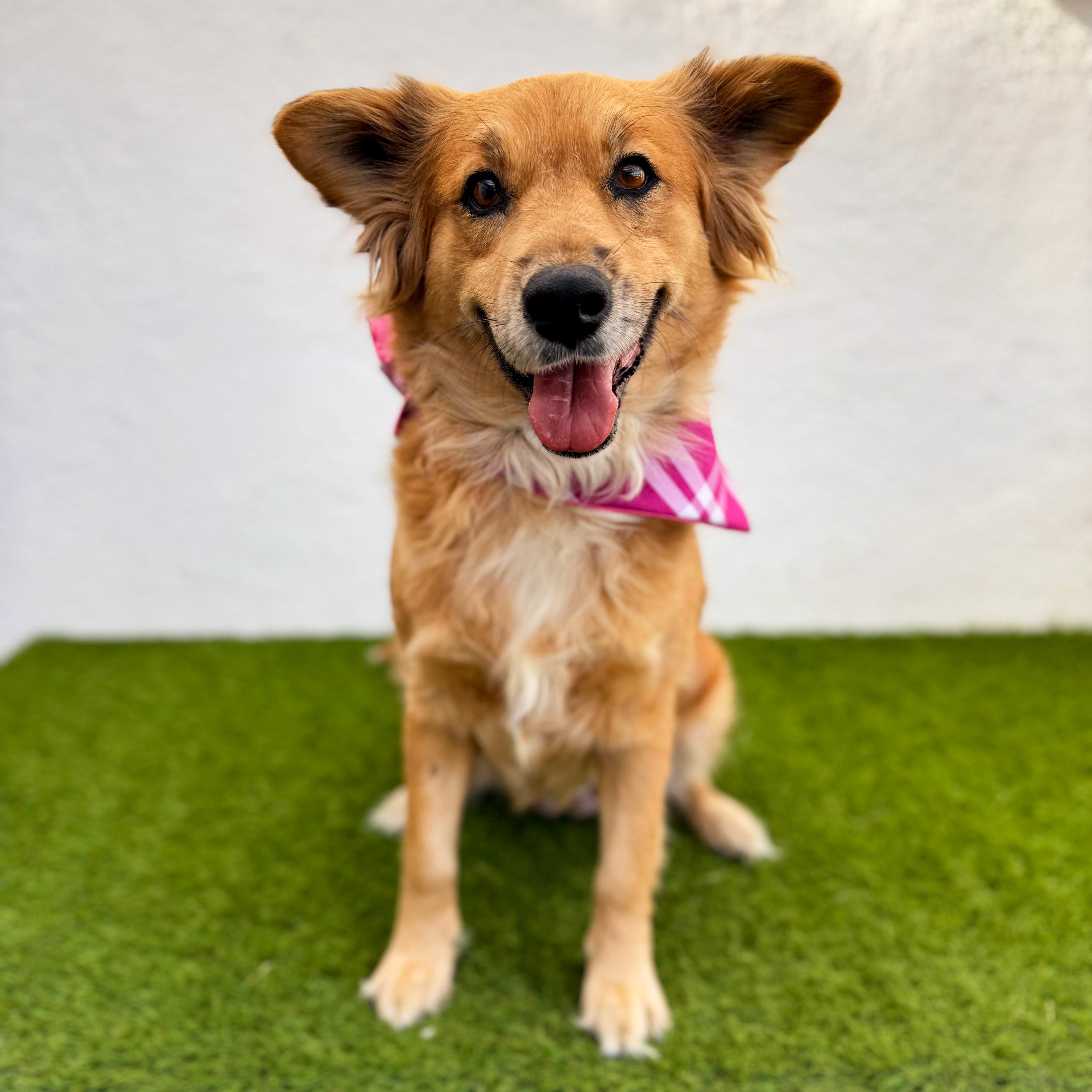 Enlarge RENATA, an adoptable mixed breed in Tecate, BCN image 2/6