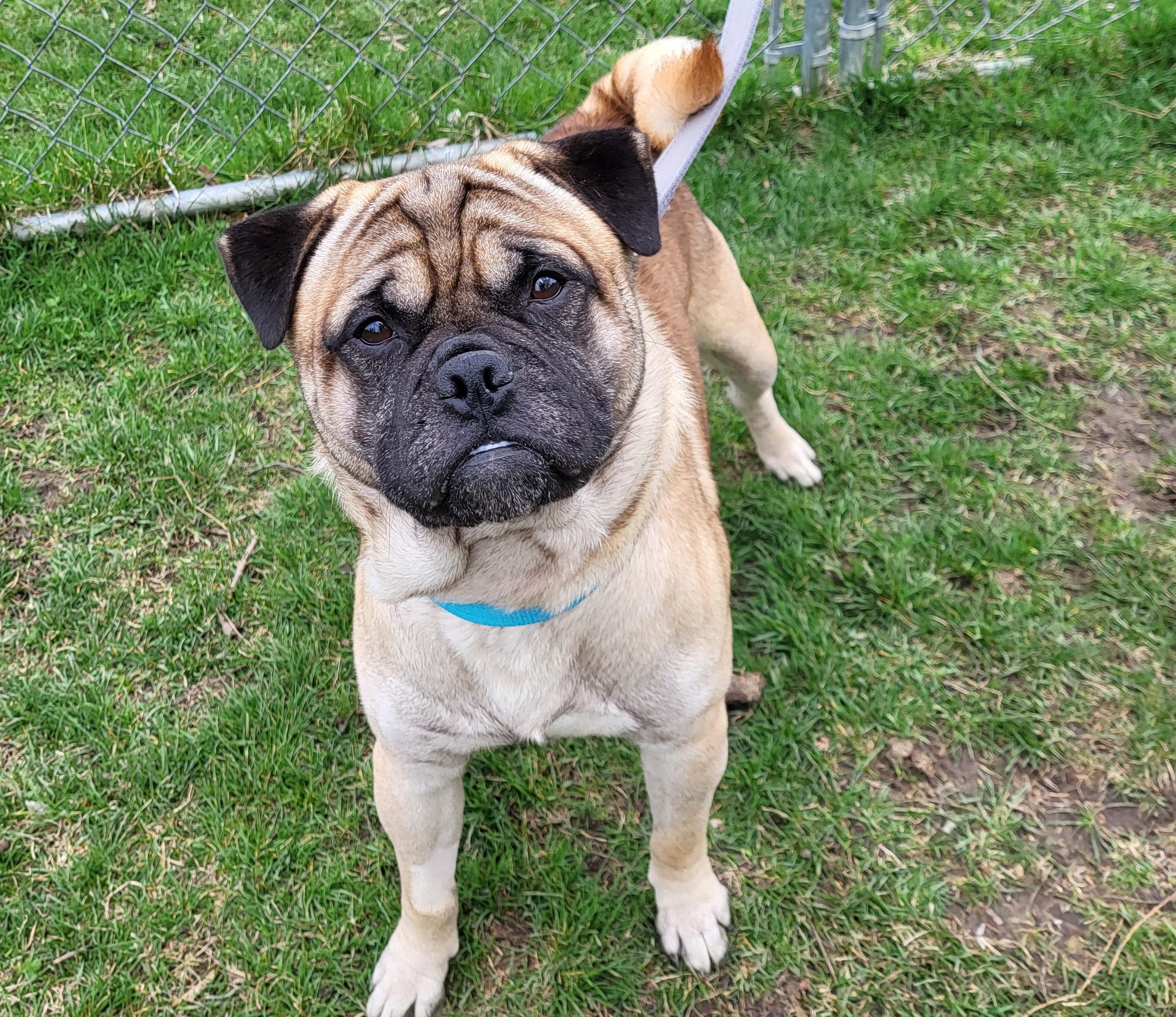 Banjo, adopted, Young Male Pug & Shiba Inu.