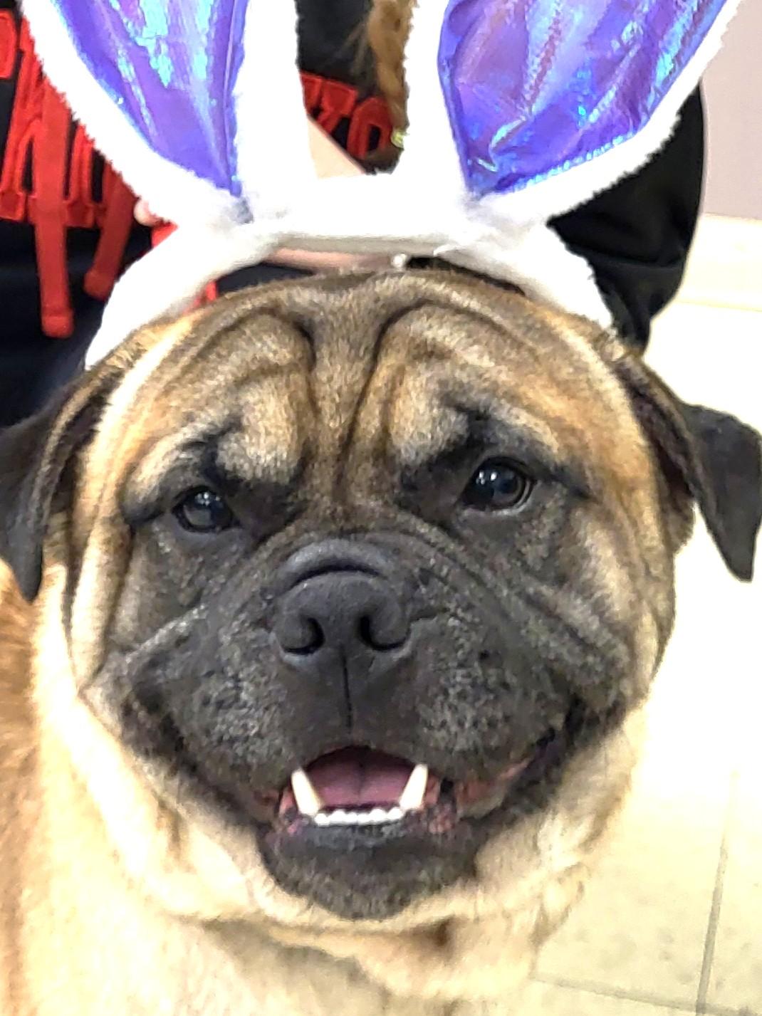 Enlarge Banjo, an adopted mixed breed in Grayslake, IL image 2/4