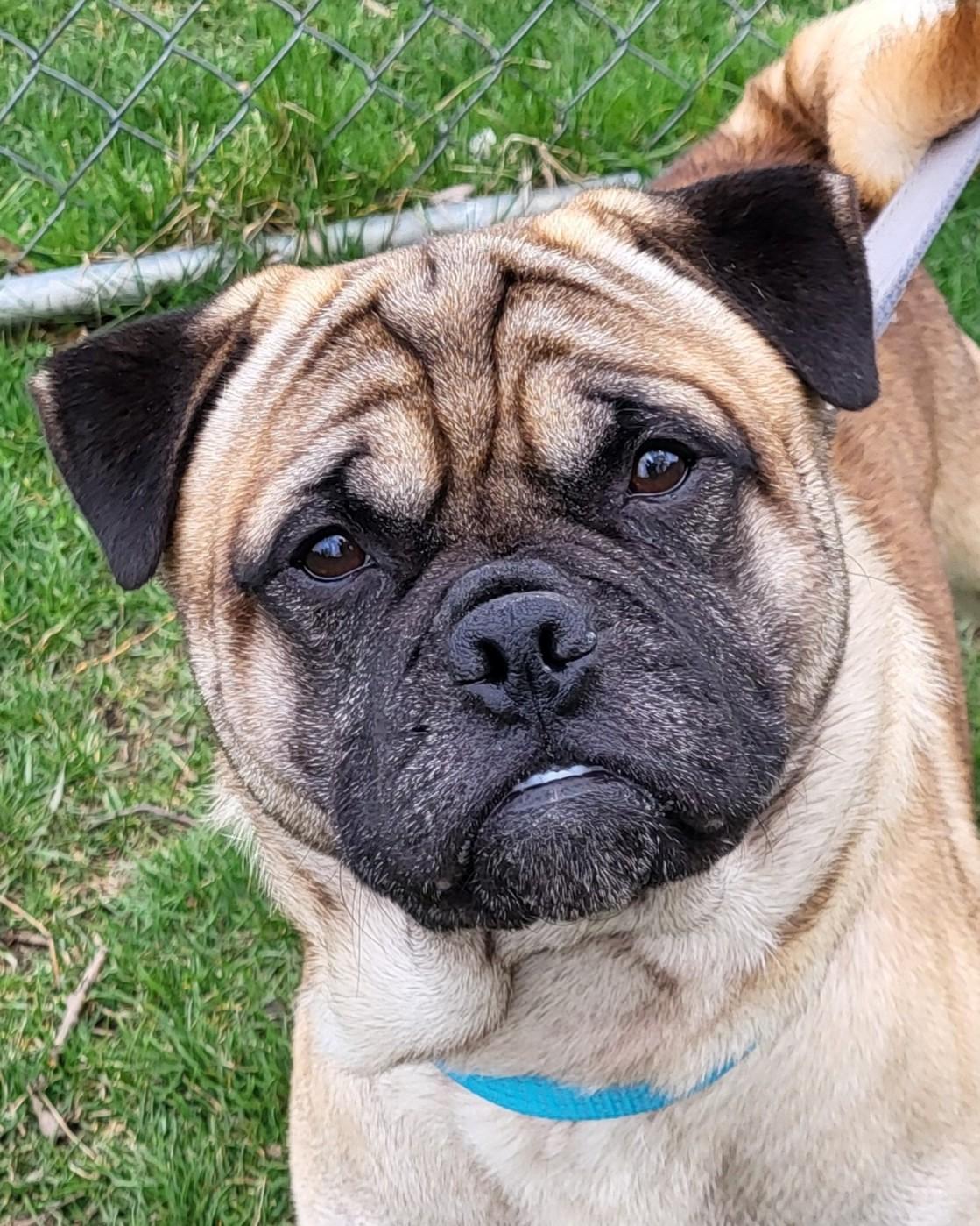 Enlarge Banjo, an adopted mixed breed in Grayslake, IL image 3/4