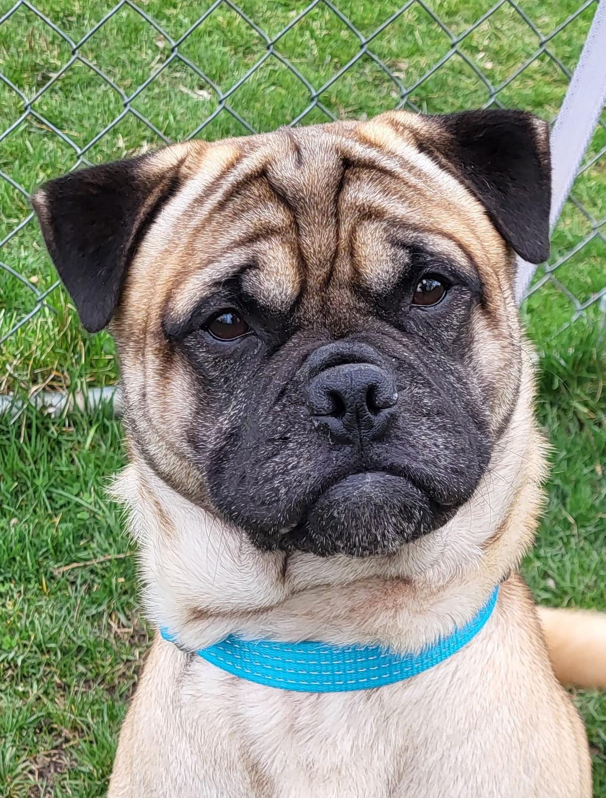 Enlarge Banjo, an adopted mixed breed in Grayslake, IL image 4/4