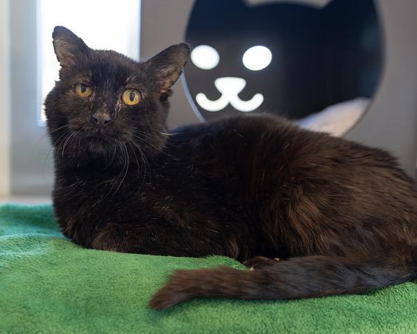BEAR, Adoptable, Senior Male Domestic Short Hair.