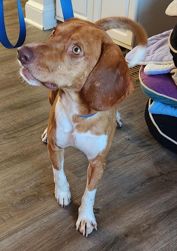 Ryder *Adoption Pending*, Adoptable, Young Male Hound.