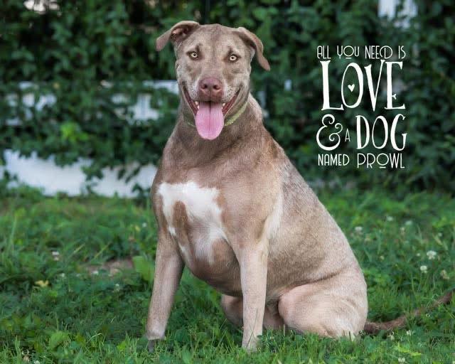 Prowl, Adoptable, Adult Female Pit Bull Terrier.