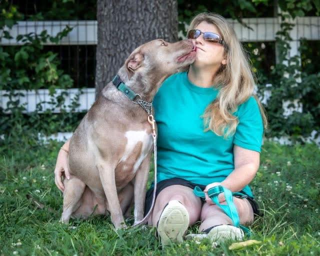 Prowl, a Adoptable Pit Bull Terrier in Newport, KY image 2/3