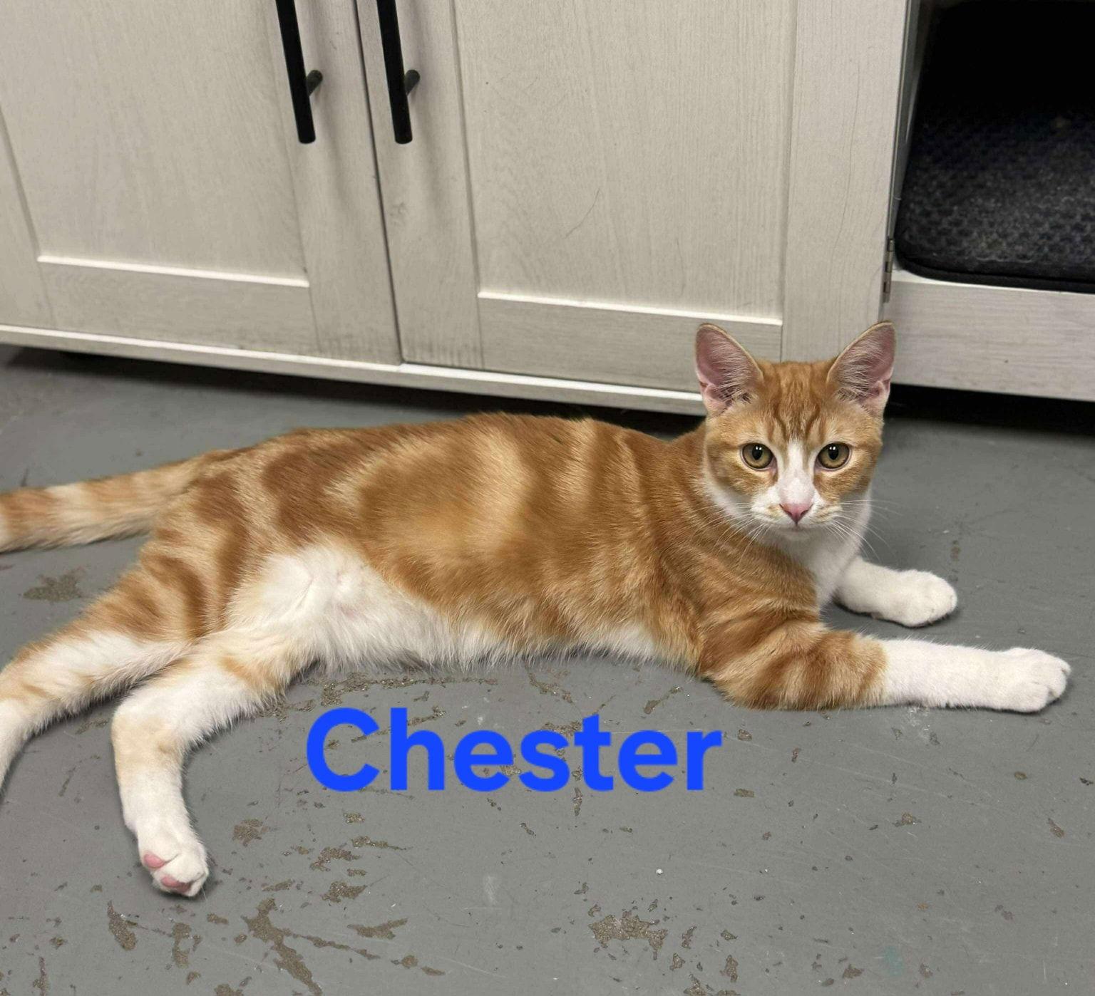 Enlarge Chester, a Adoptable Domestic Short Hair in Modesto, CA image 1/1