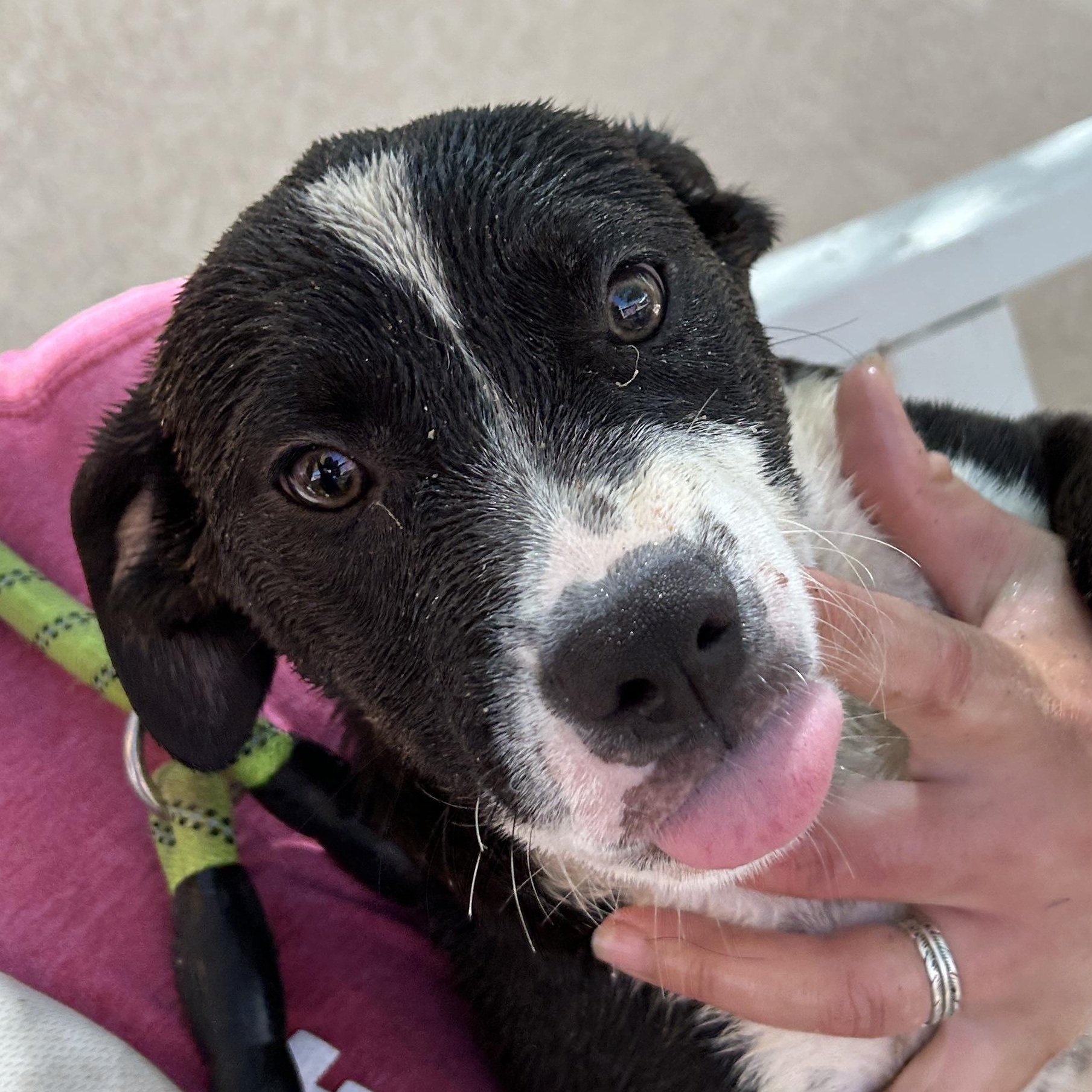 Lucky, an adoptable Mixed Breed in Parker, AZ, 85344 | Photo Image 1