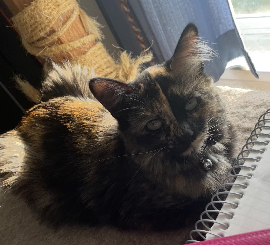 Kassie, Adoptable, Young Female Domestic Long Hair.